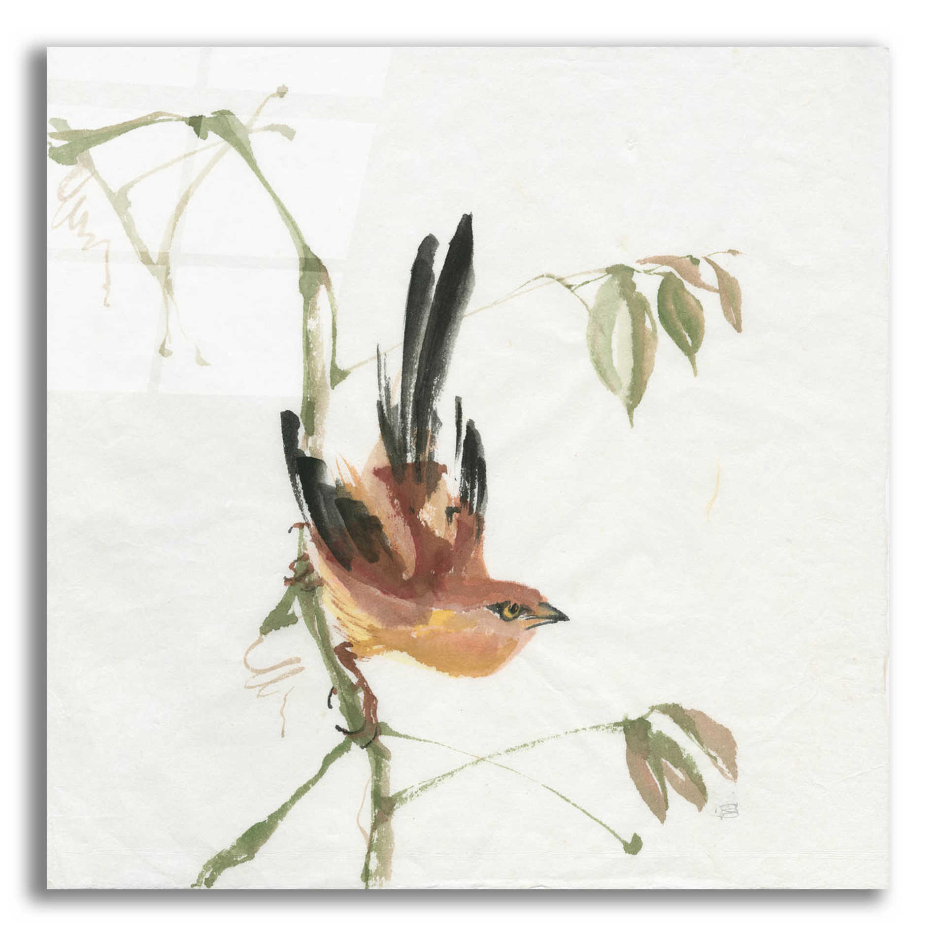 Epic Art 'Mountain Bush Warbler' by Chris Paschke, Acrylic Glass Wall Art,12x12