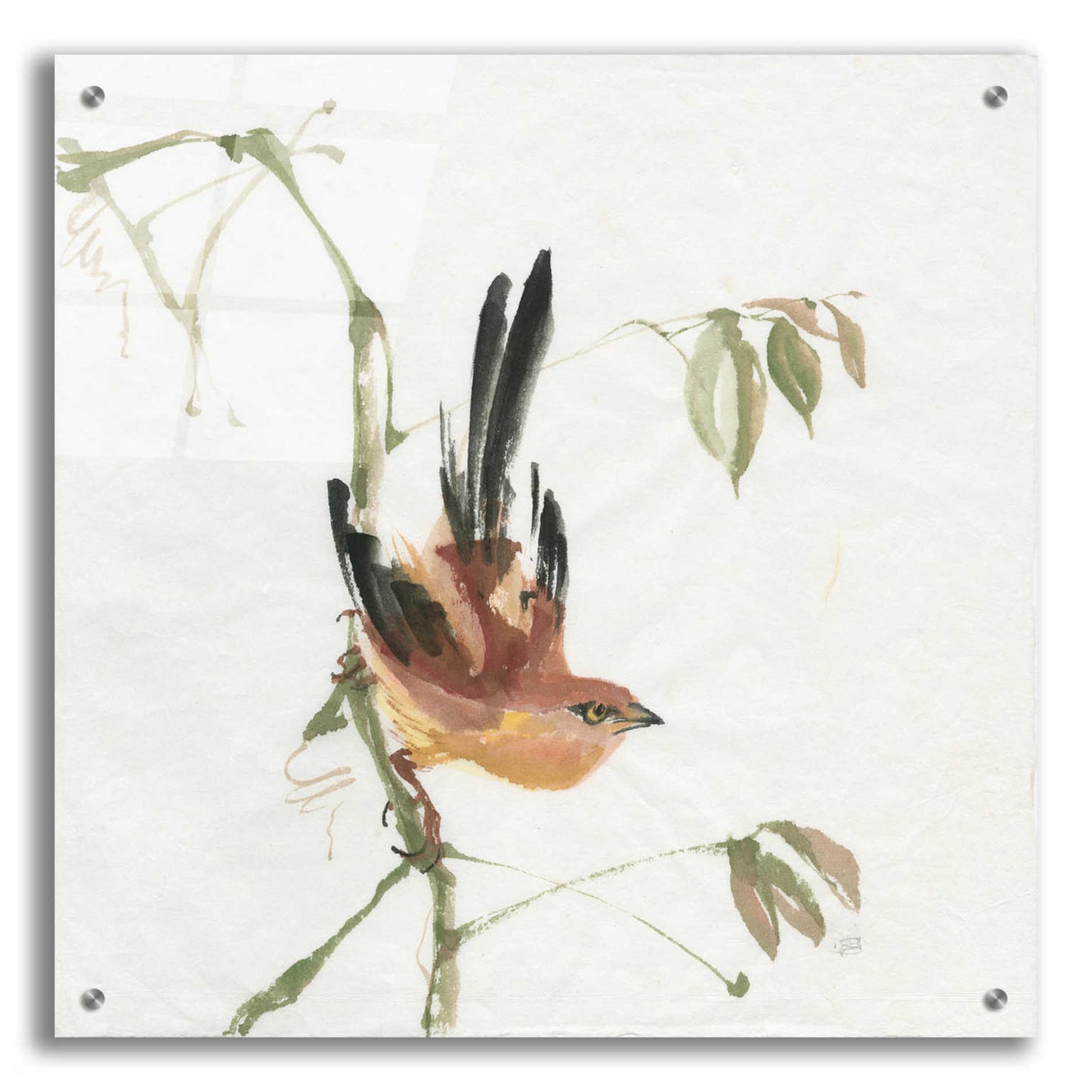 Epic Art 'Mountain Bush Warbler' by Chris Paschke, Acrylic Glass Wall Art,24x24