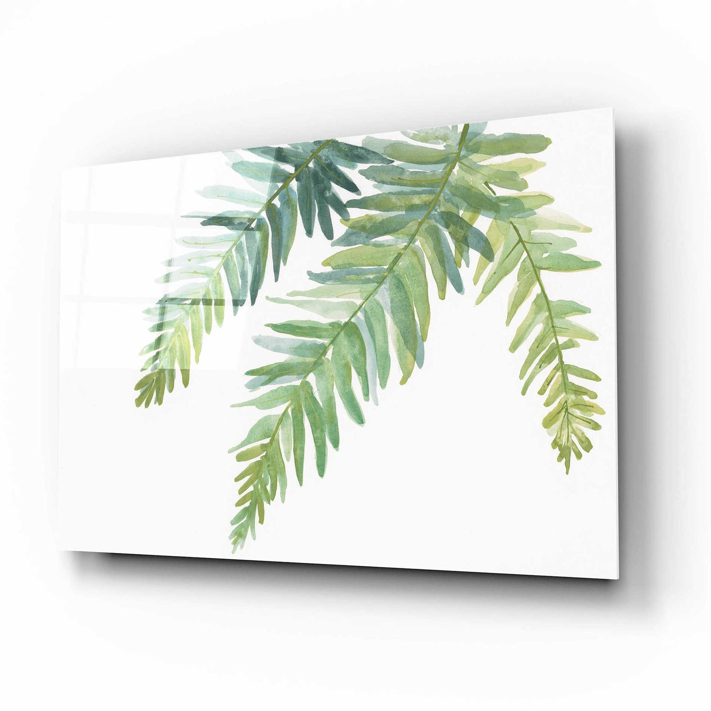 Epic Art 'Ferns I' by Chris Paschke, Acrylic Glass Wall Art,16x12