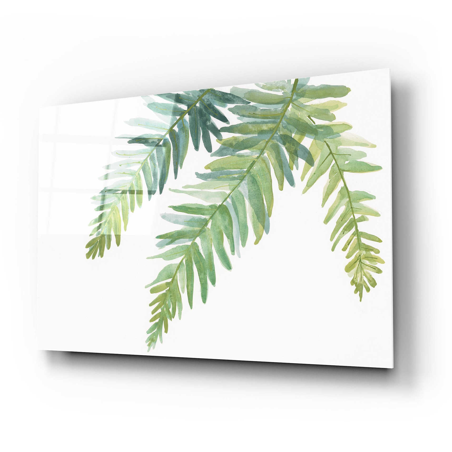 Epic Art 'Ferns I' by Chris Paschke, Acrylic Glass Wall Art,24x16