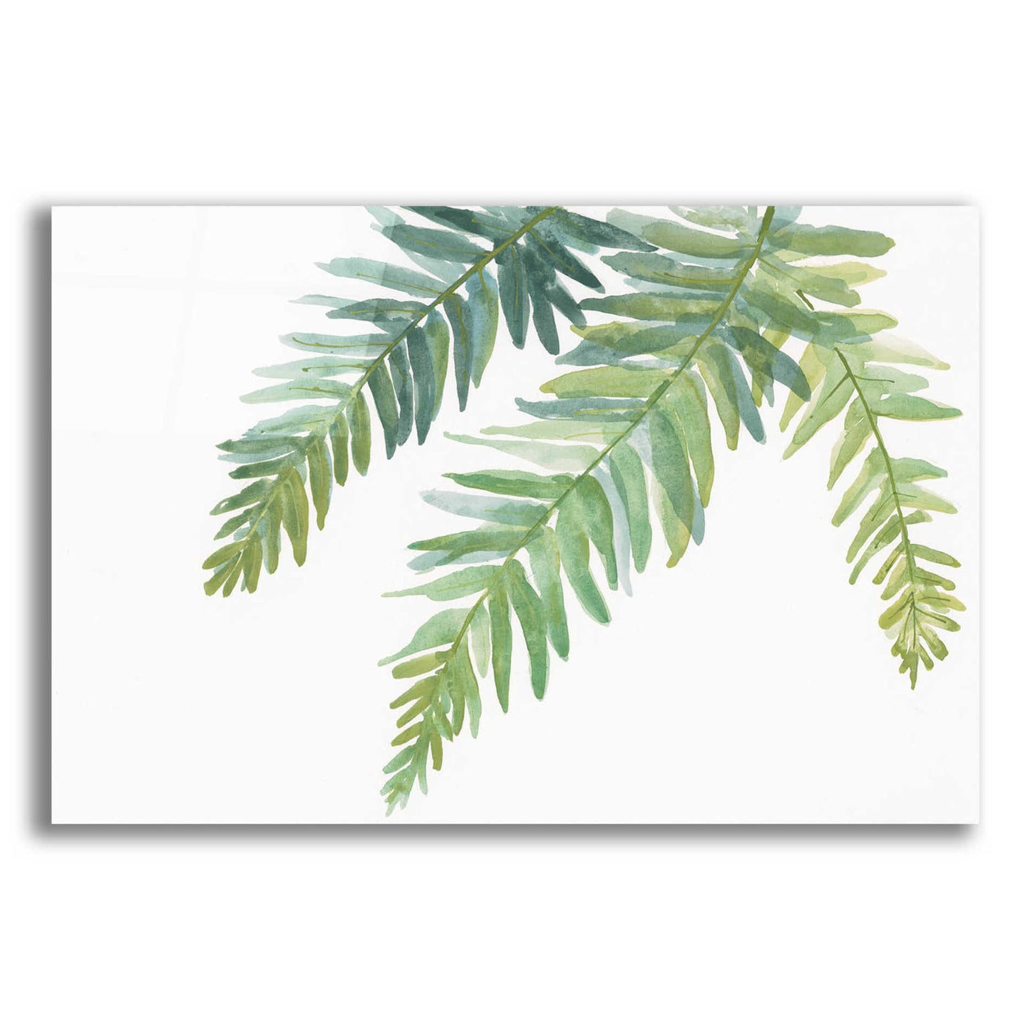 Epic Art 'Ferns I' by Chris Paschke, Acrylic Glass Wall Art