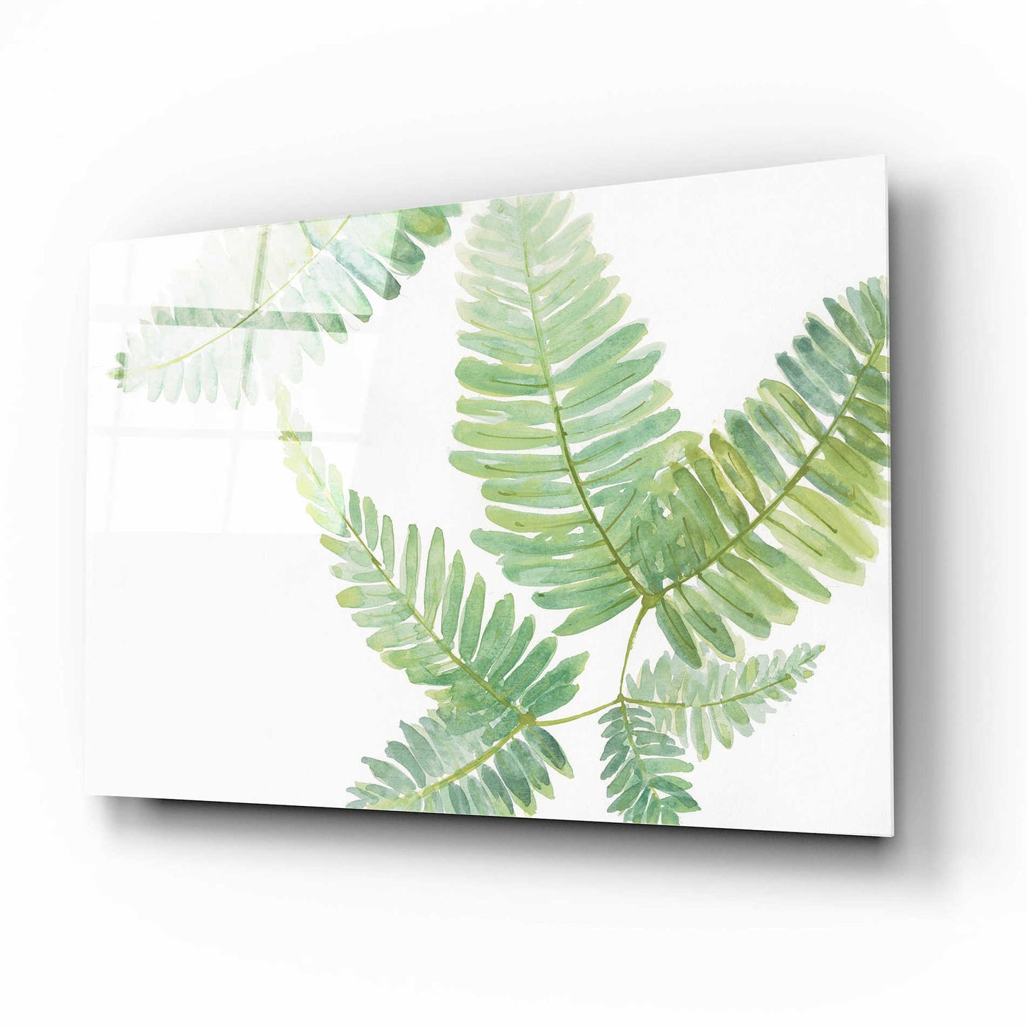 Epic Art 'Ferns II' by Chris Paschke, Acrylic Glass Wall Art,16x12