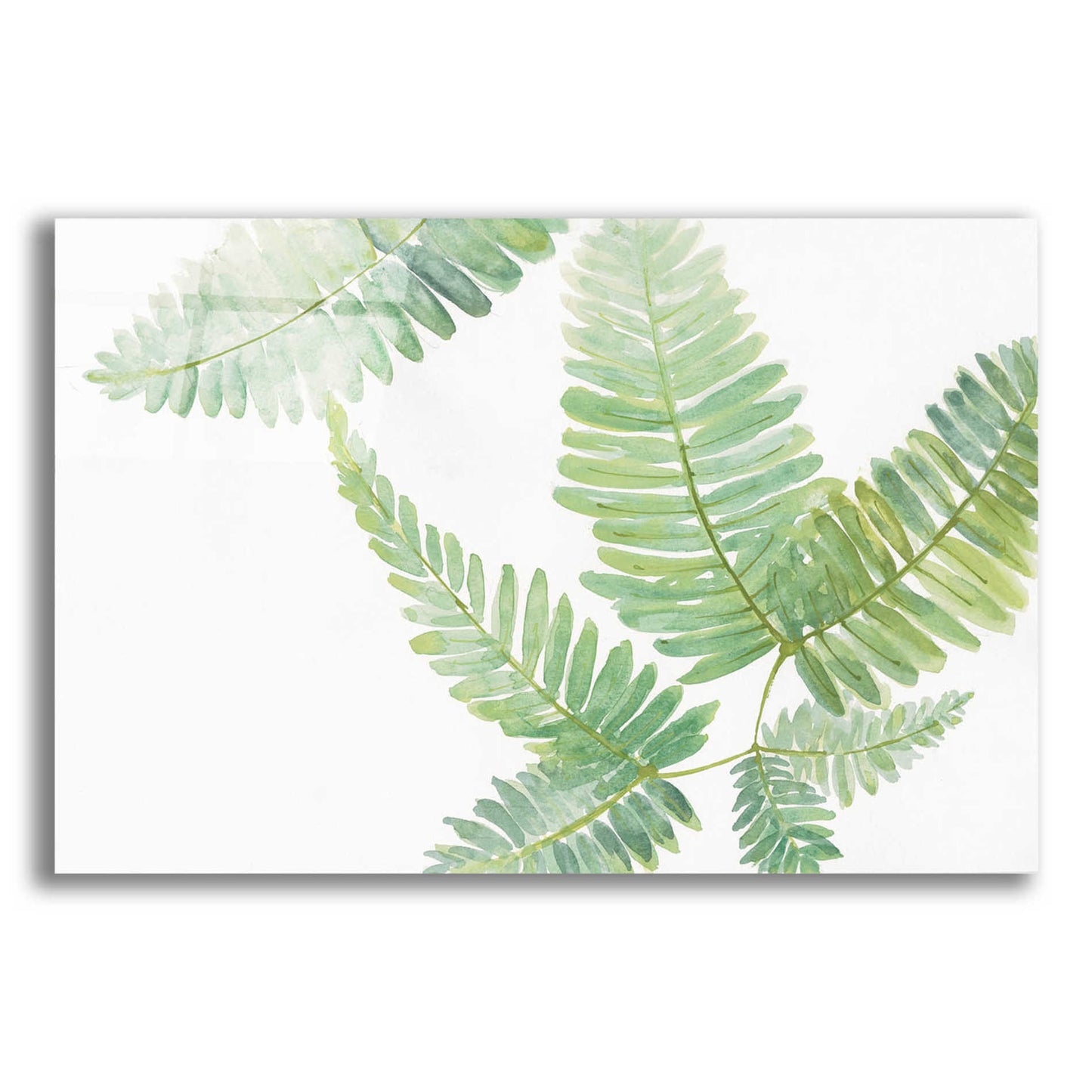 Epic Art 'Ferns II' by Chris Paschke, Acrylic Glass Wall Art,16x12