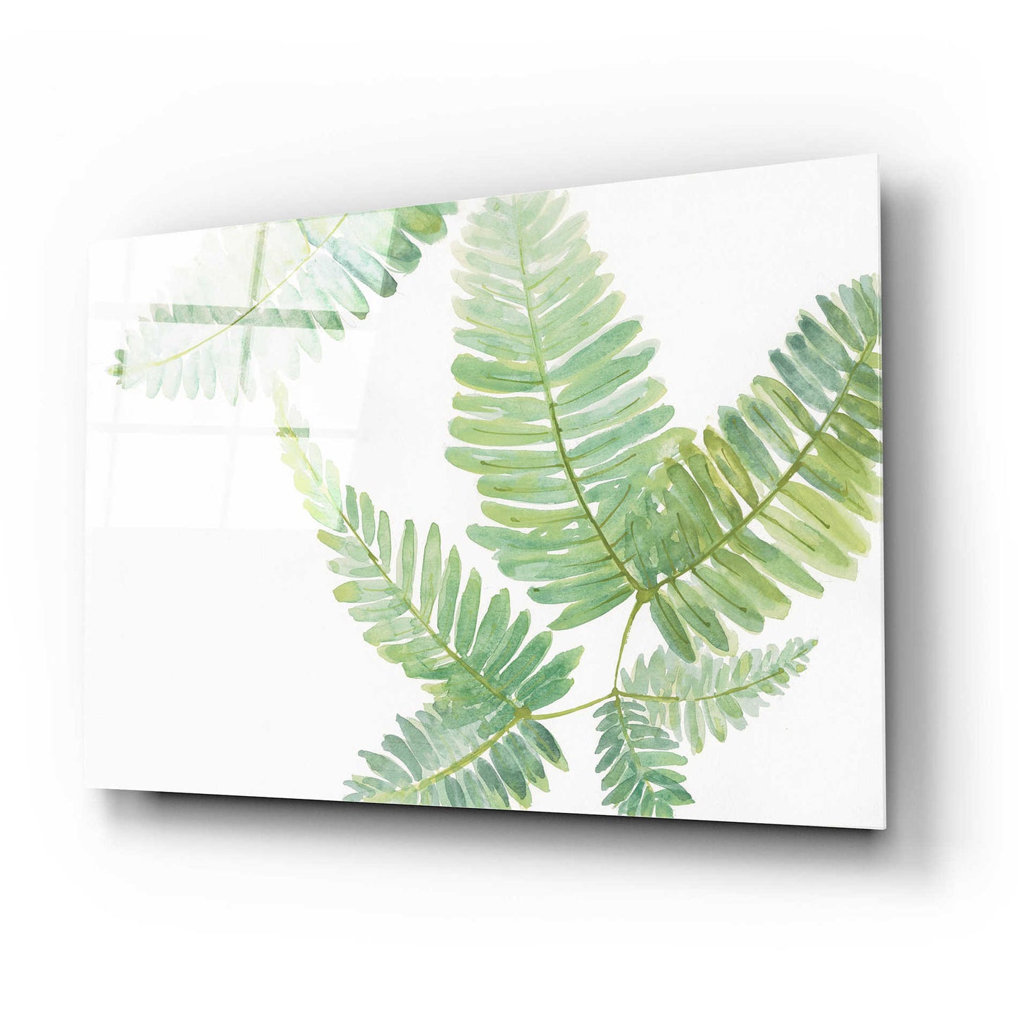 Epic Art 'Ferns II' by Chris Paschke, Acrylic Glass Wall Art,24x16