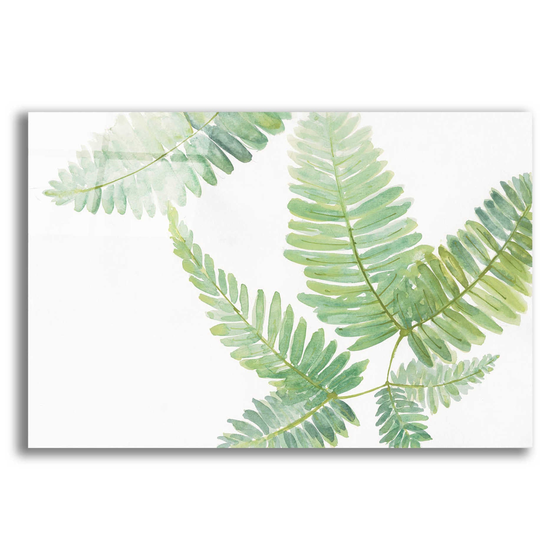 Epic Art 'Ferns II' by Chris Paschke, Acrylic Glass Wall Art,24x16