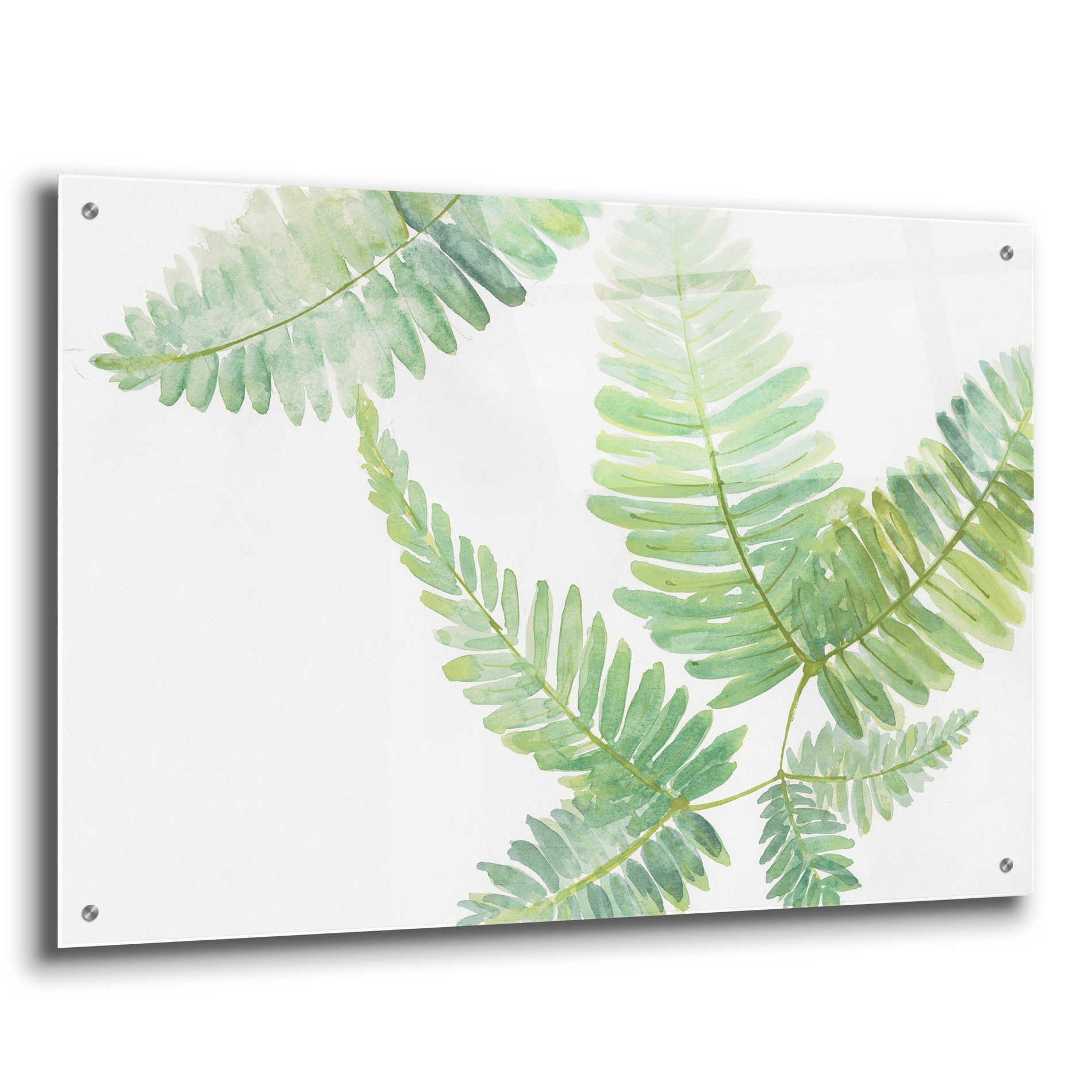 Epic Art 'Ferns II' by Chris Paschke, Acrylic Glass Wall Art,36x24