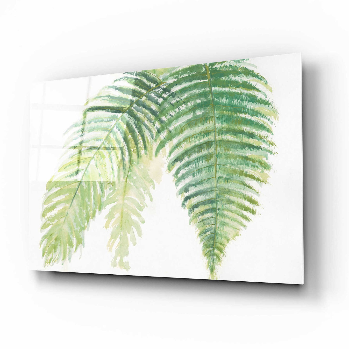 Epic Art 'Ferns III' by Chris Paschke, Acrylic Glass Wall Art,16x12