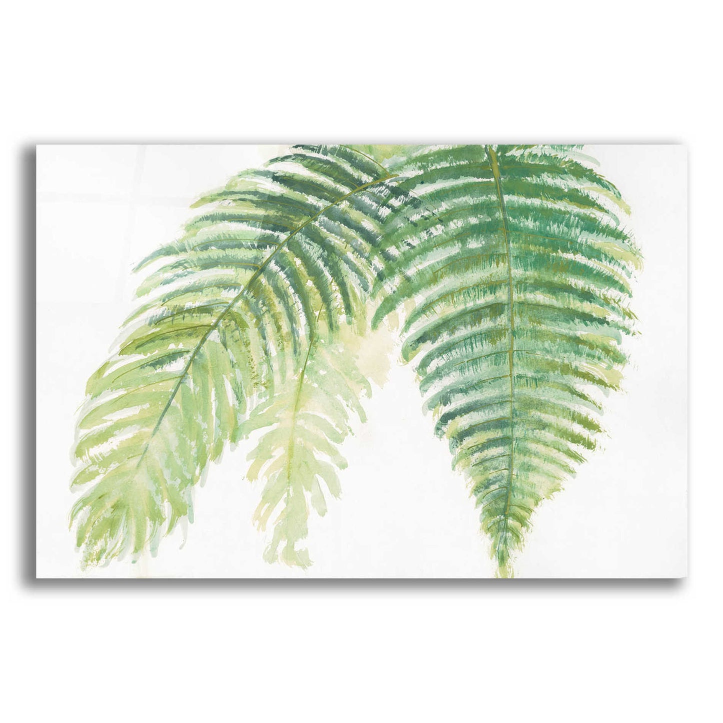 Epic Art 'Ferns III' by Chris Paschke, Acrylic Glass Wall Art,16x12