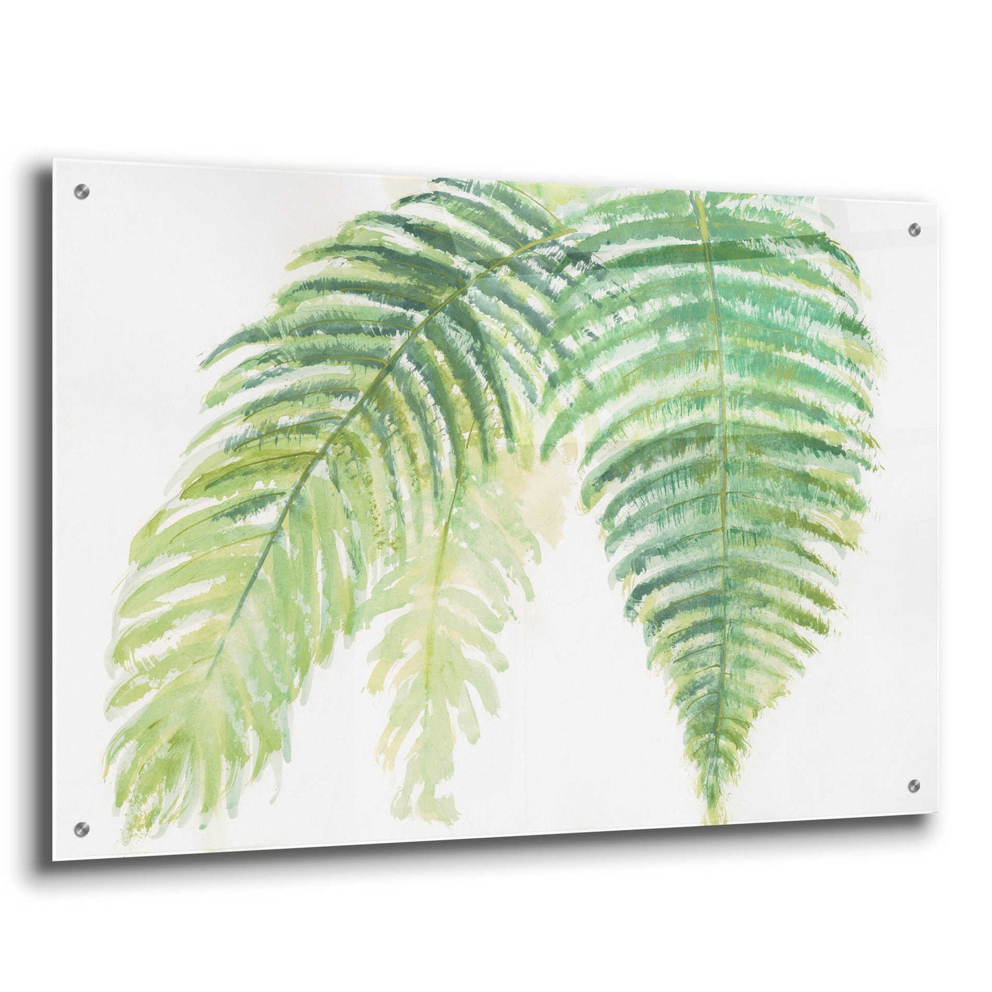 Epic Art 'Ferns III' by Chris Paschke, Acrylic Glass Wall Art,36x24