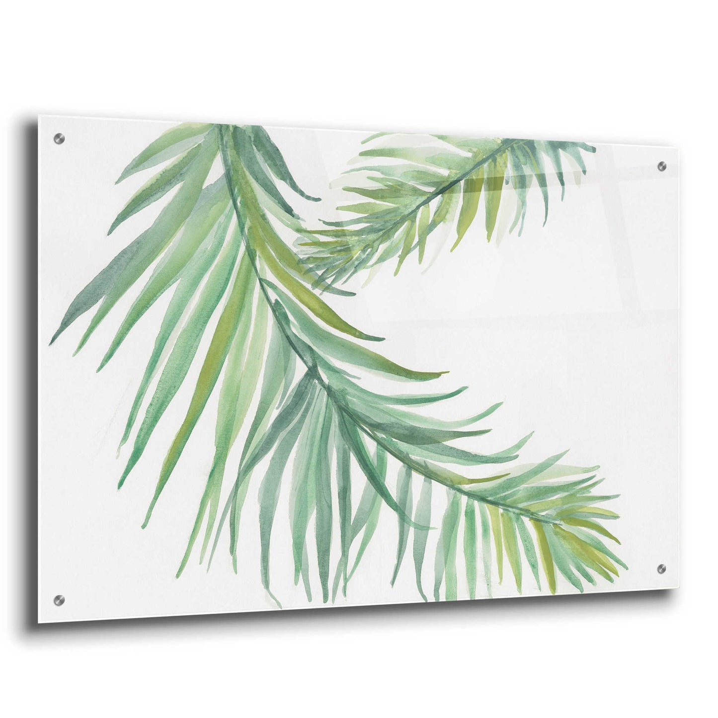 Epic Art 'Ferns IV' by Chris Paschke, Acrylic Glass Wall Art,36x24