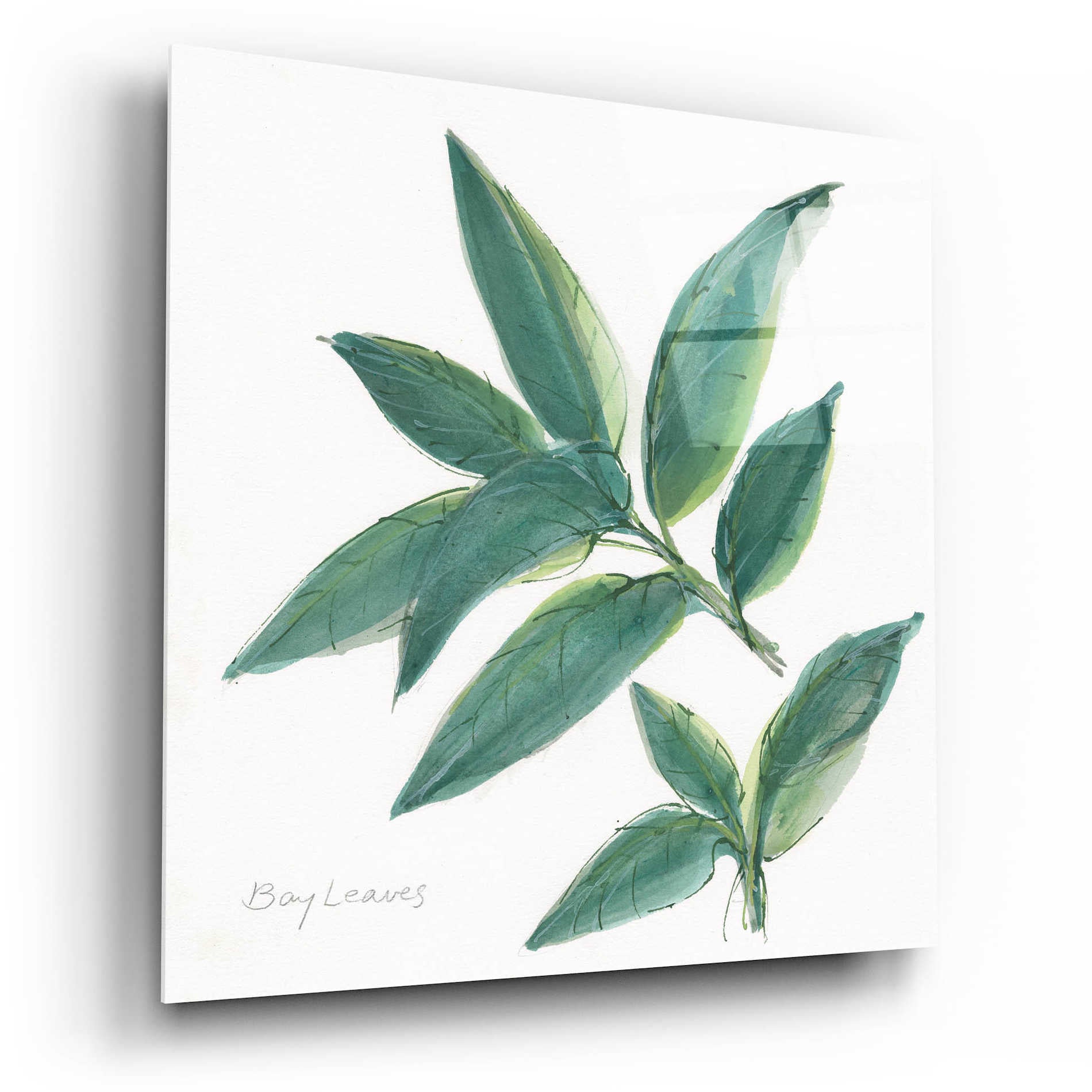 Epic Art 'Bay Leaf' by Chris Paschke, Acrylic Glass Wall Art,12x12