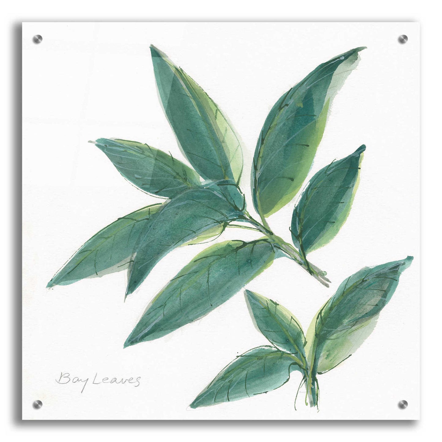 Epic Art 'Bay Leaf' by Chris Paschke, Acrylic Glass Wall Art,24x24