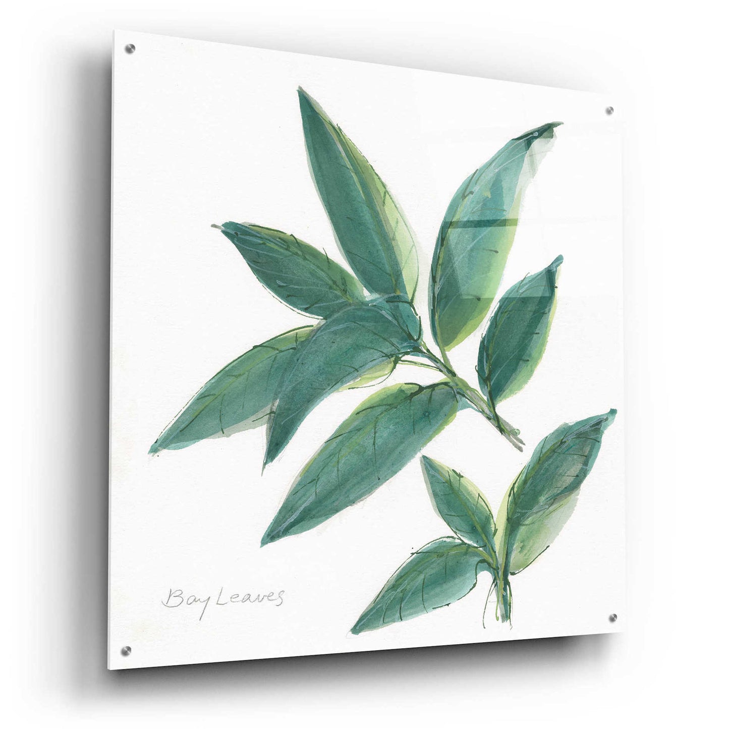 Epic Art 'Bay Leaf' by Chris Paschke, Acrylic Glass Wall Art,36x36