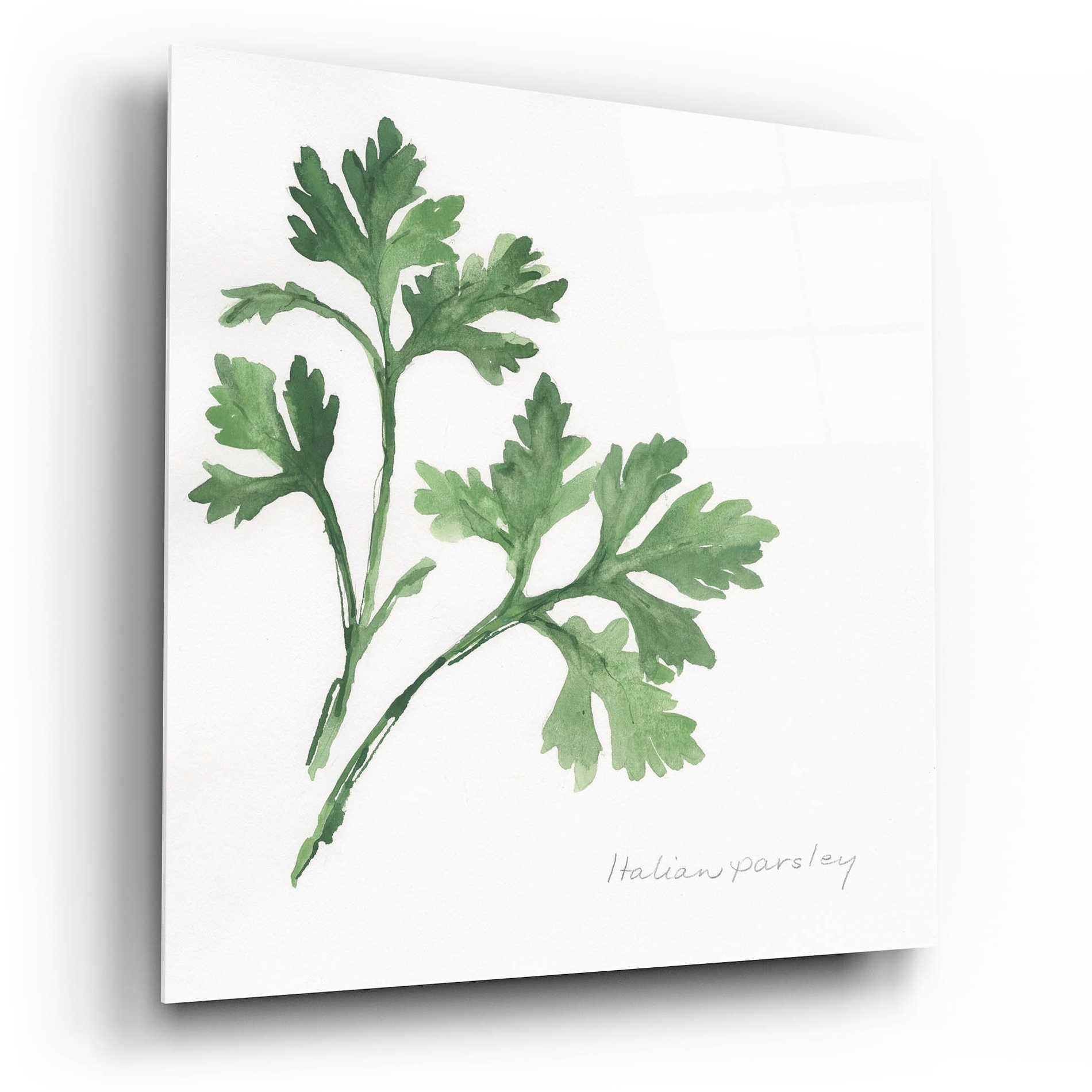 Epic Art 'Italian Parsley' by Chris Paschke, Acrylic Glass Wall Art,12x12