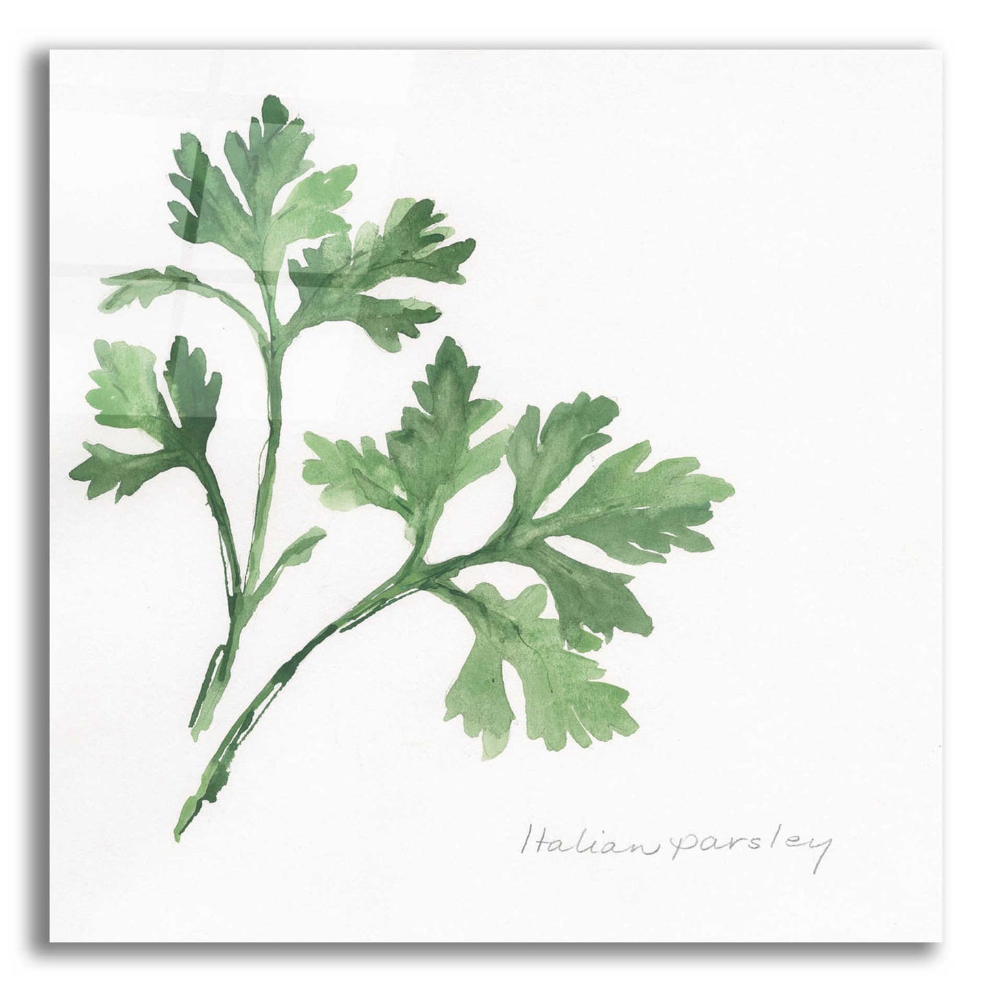 Epic Art 'Italian Parsley' by Chris Paschke, Acrylic Glass Wall Art,12x12