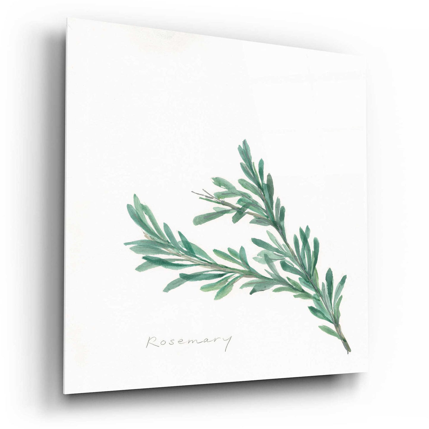 Epic Art 'Rosemary' by Chris Paschke, Acrylic Glass Wall Art,12x12