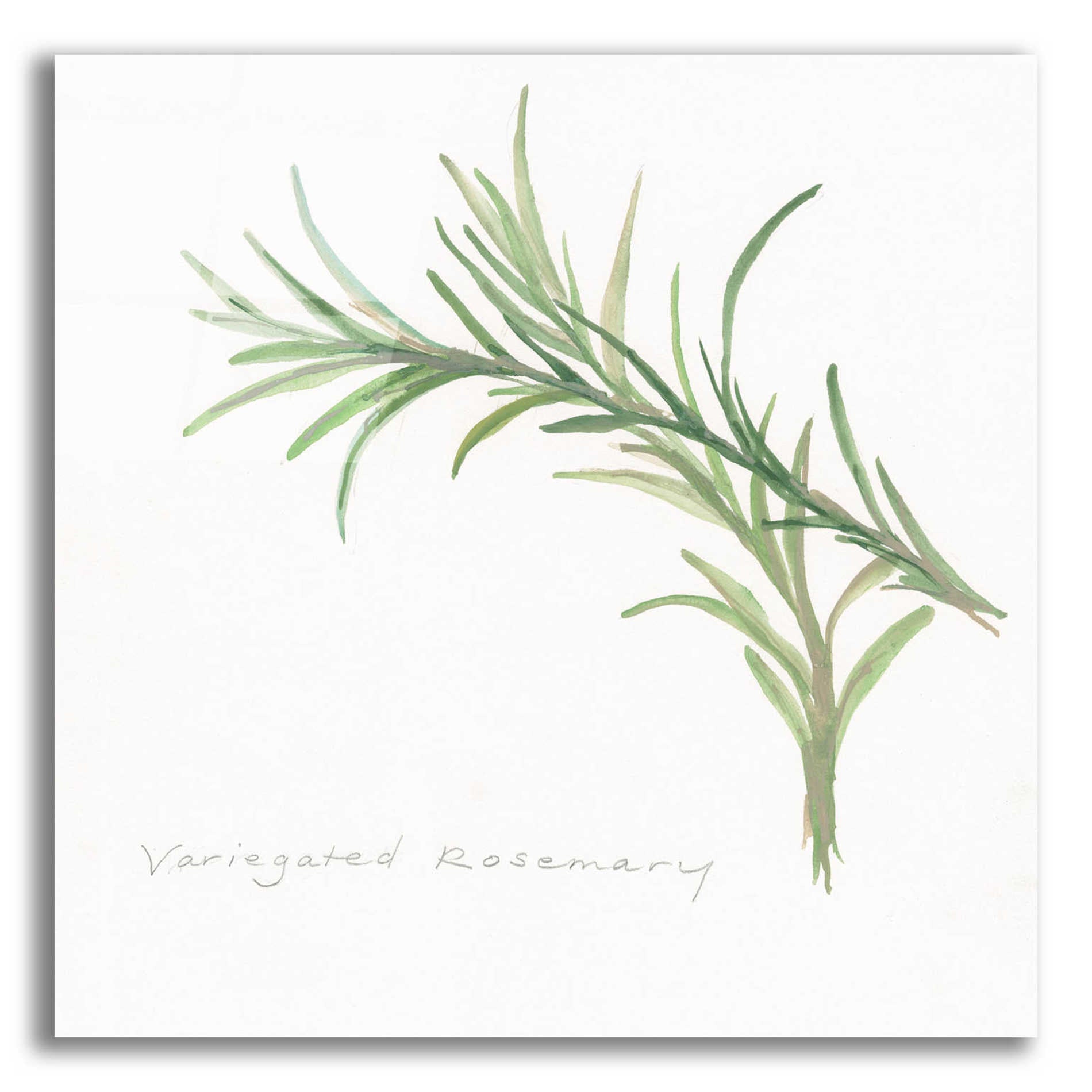 Epic Art 'Variegated Rosemary' by Chris Paschke, Acrylic Glass Wall Art