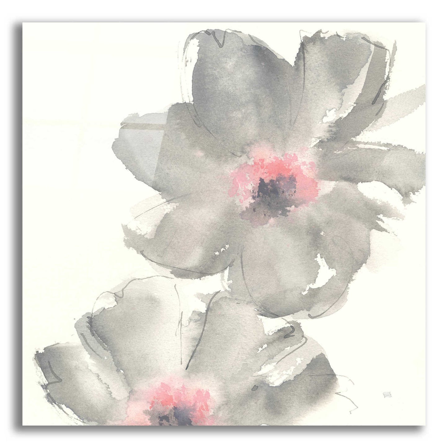 Epic Art  'Gray Blush Cosmos II' by Chris Paschke,12x12