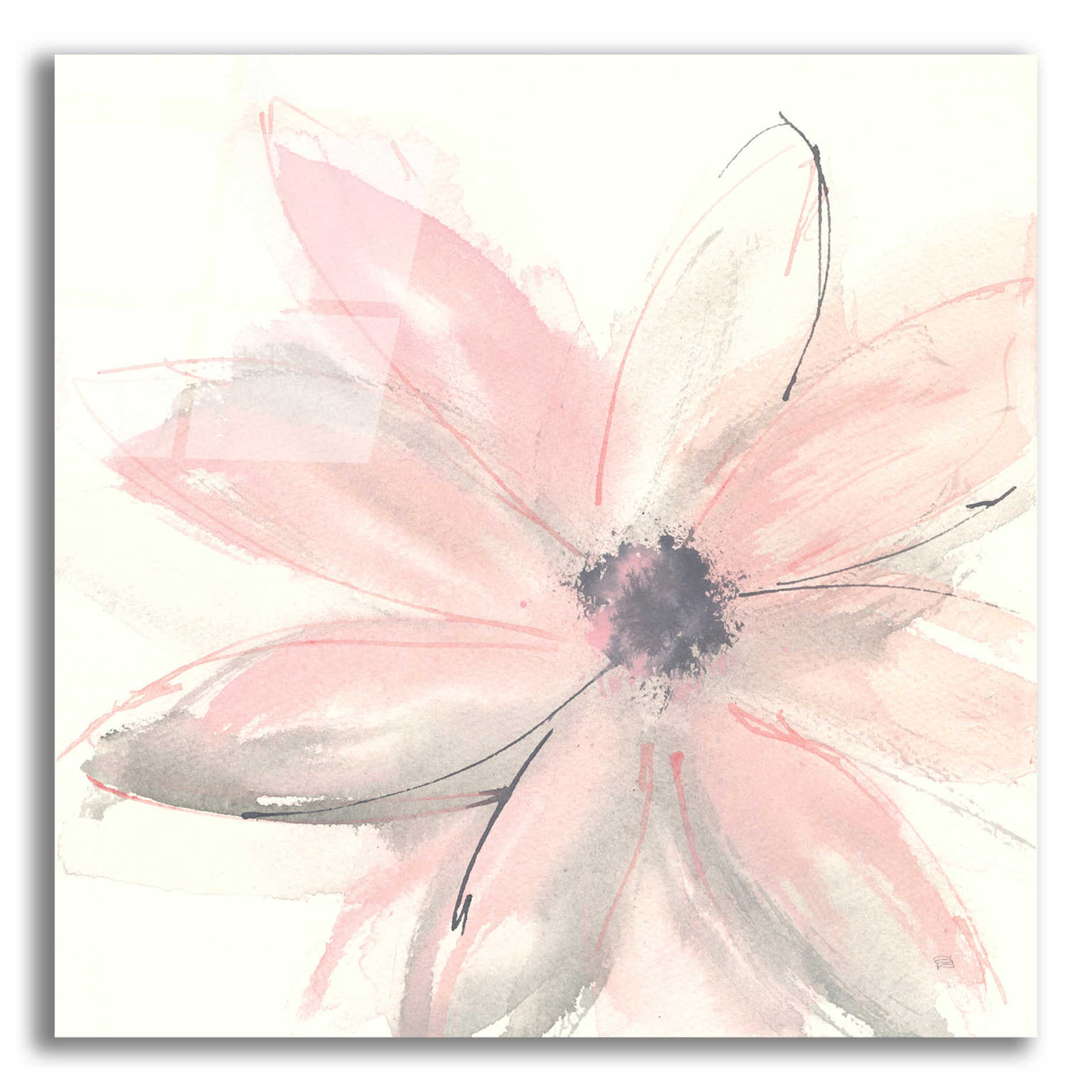 Epic Art  'Blush Clematis I' by Chris Paschke,12x12