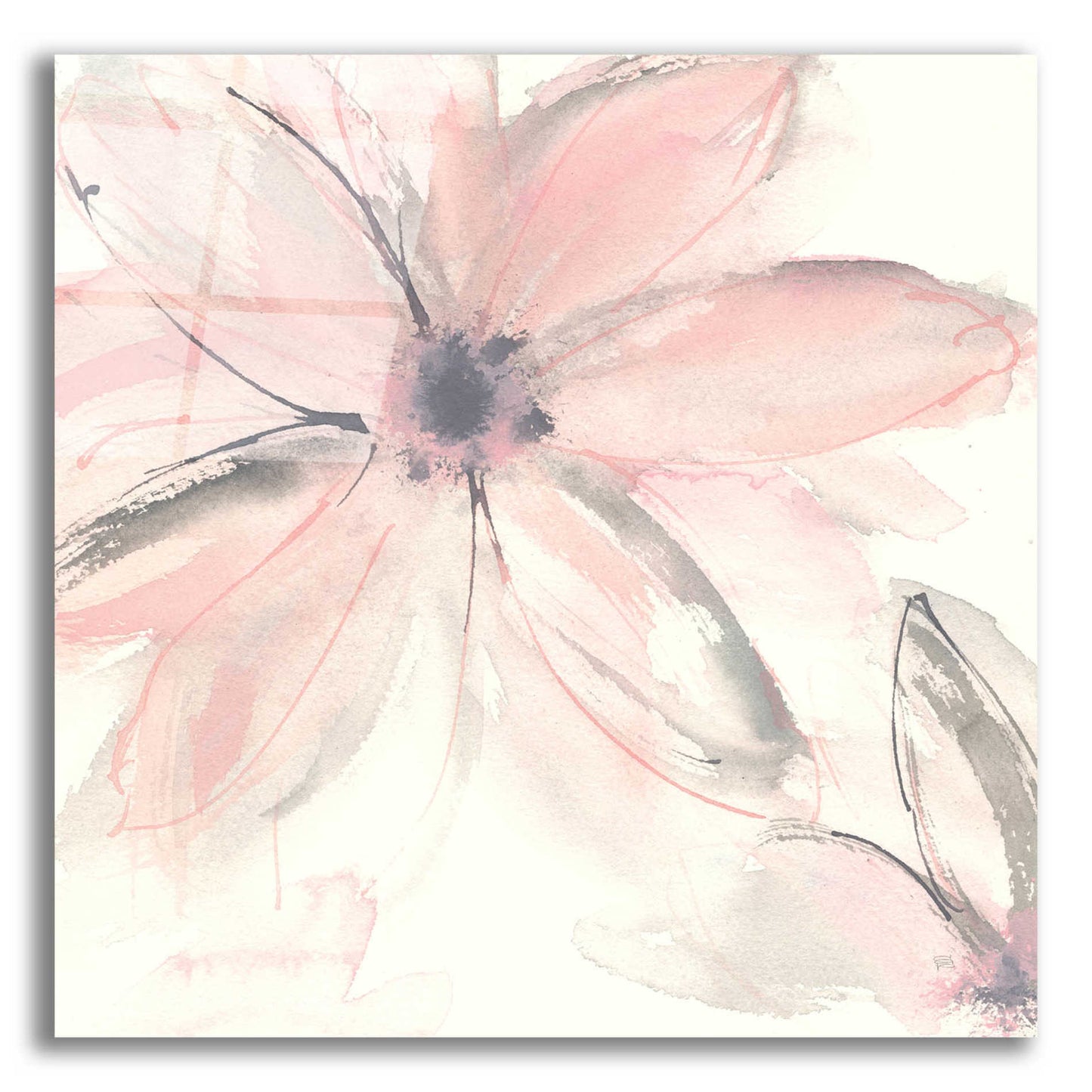 Epic Art  'Blush Clematis II' by Chris Paschke,12x12