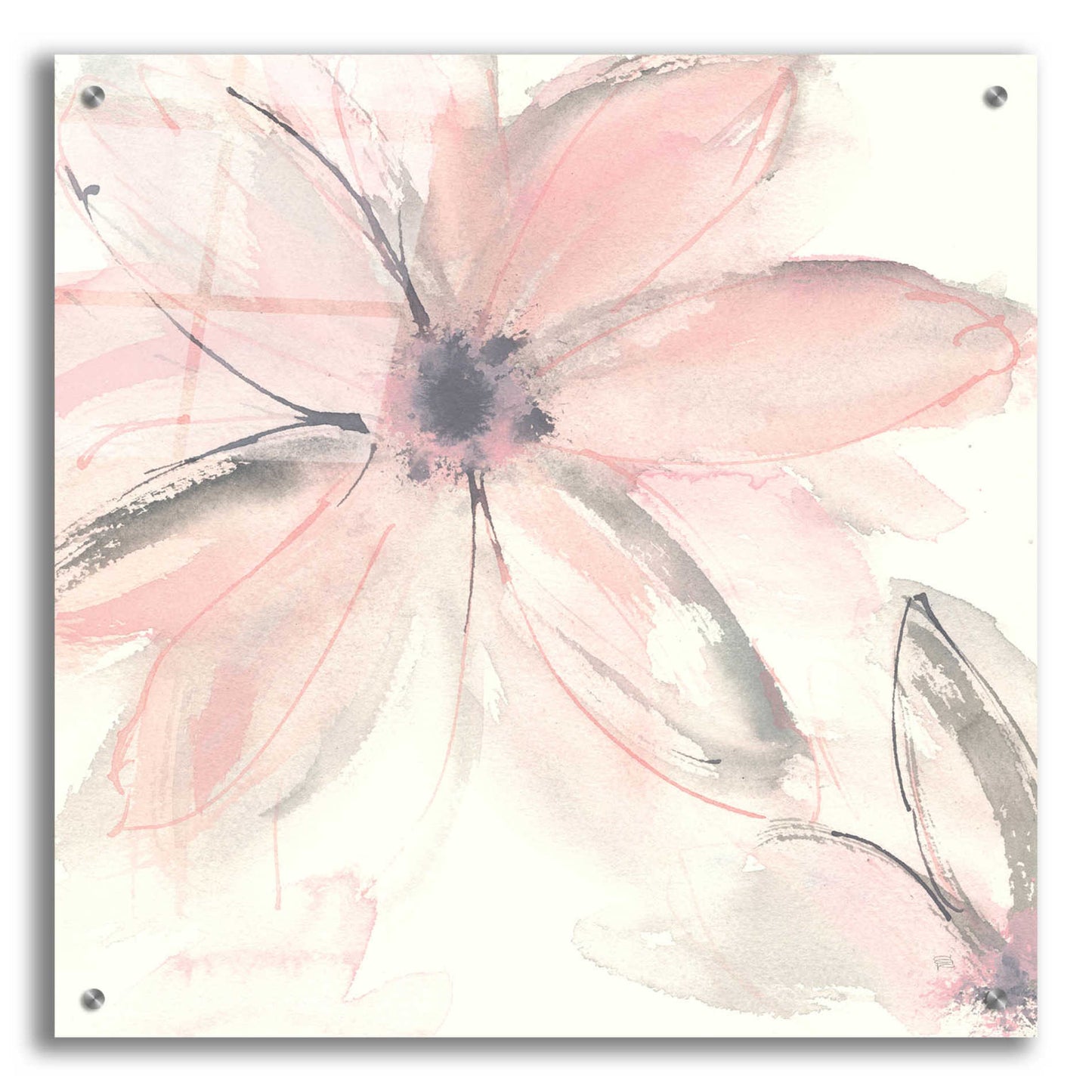 Epic Art  'Blush Clematis II' by Chris Paschke,24x24