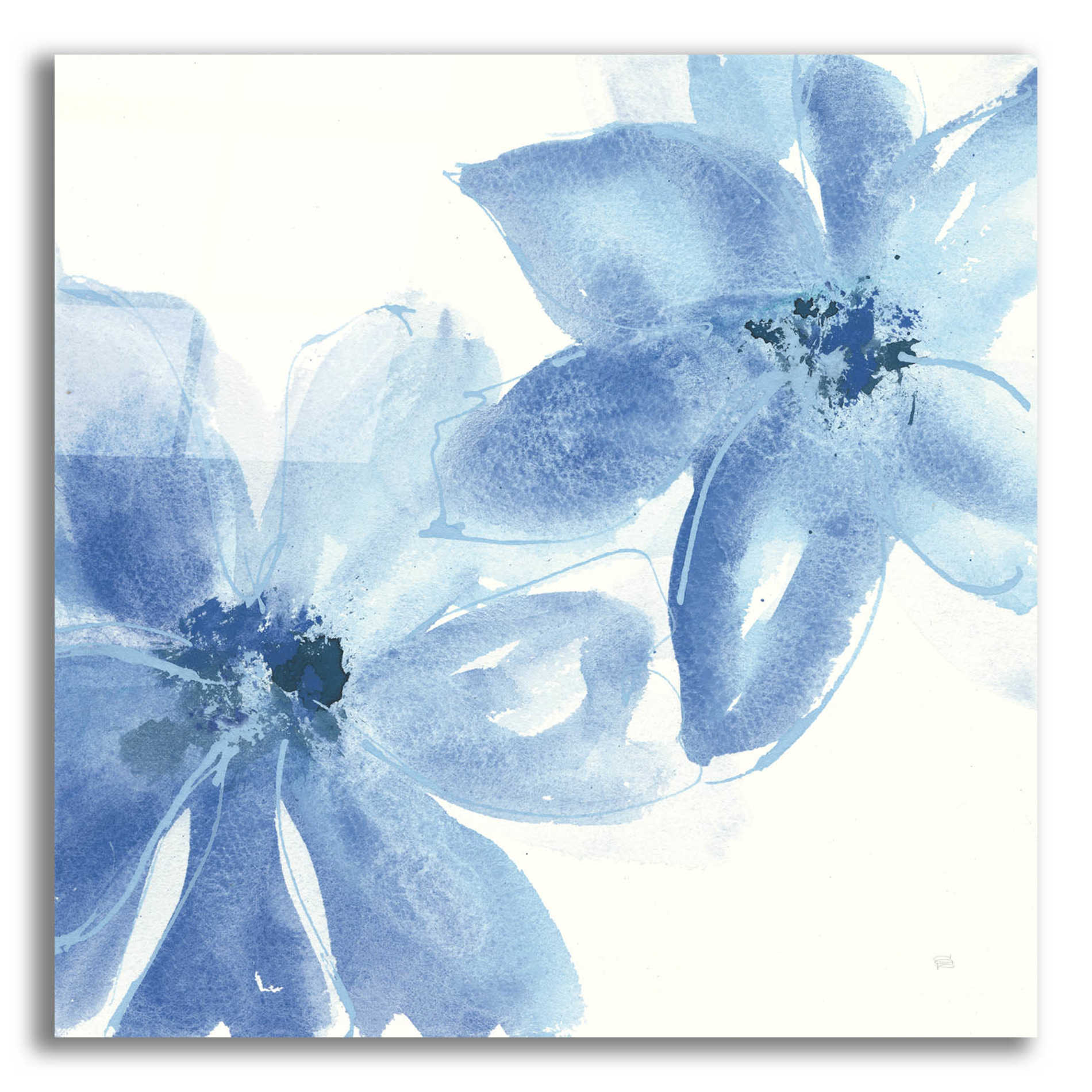 Epic Art  'Cobalt Clematis II' by Chris Paschke,12x12