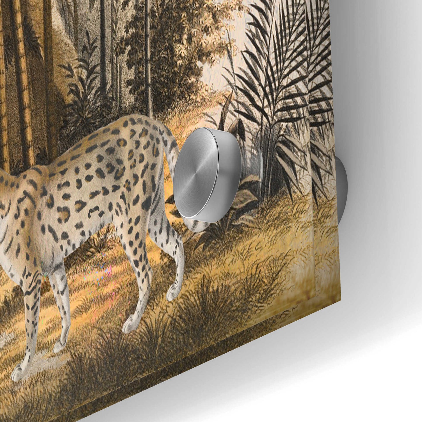 Epic Art 'Wild Animals Paradise Brown' by Andrea Haase Acrylic Glass Wall Art,36x24