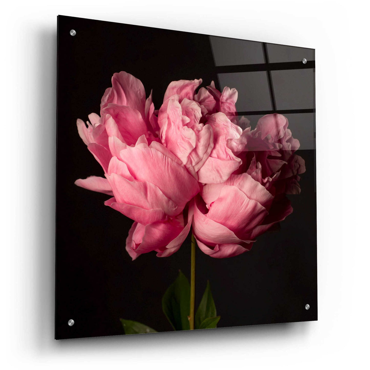Epic Art 'Perfect Peony' by Leah McLean Acrylic Glass Wall Art,24x24