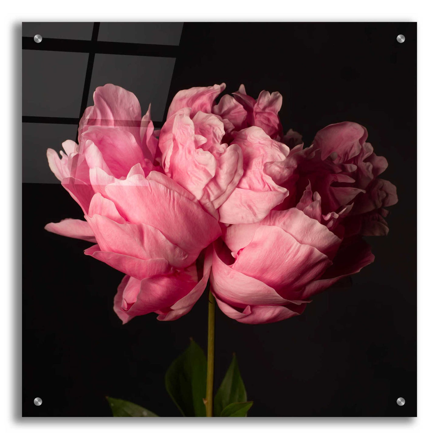Epic Art 'Perfect Peony' by Leah McLean Acrylic Glass Wall Art,24x24