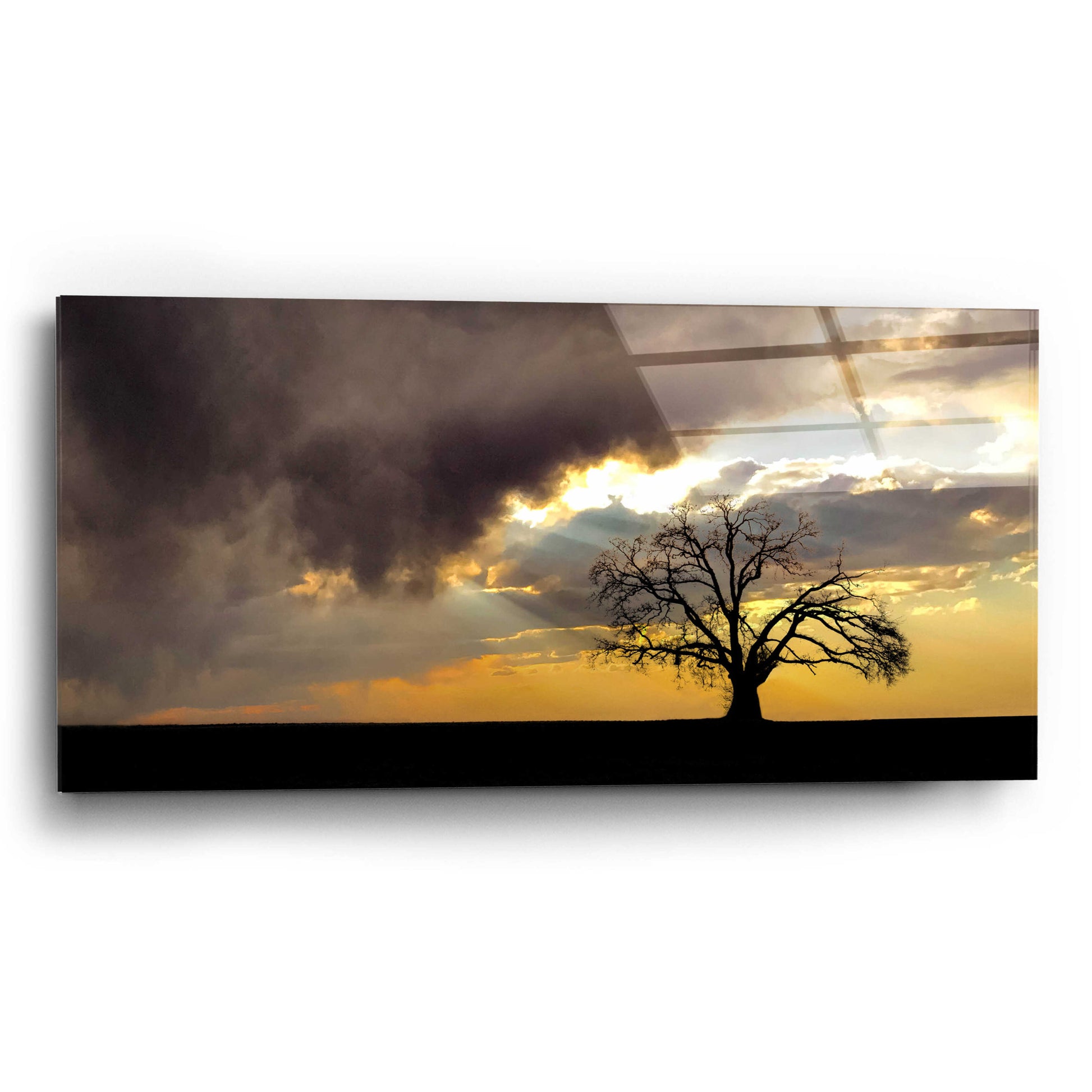 Epic Art  'Lone Tree In The Morning Light'  by Don Schwartz, Acrylic Glass Wall Art,24x12