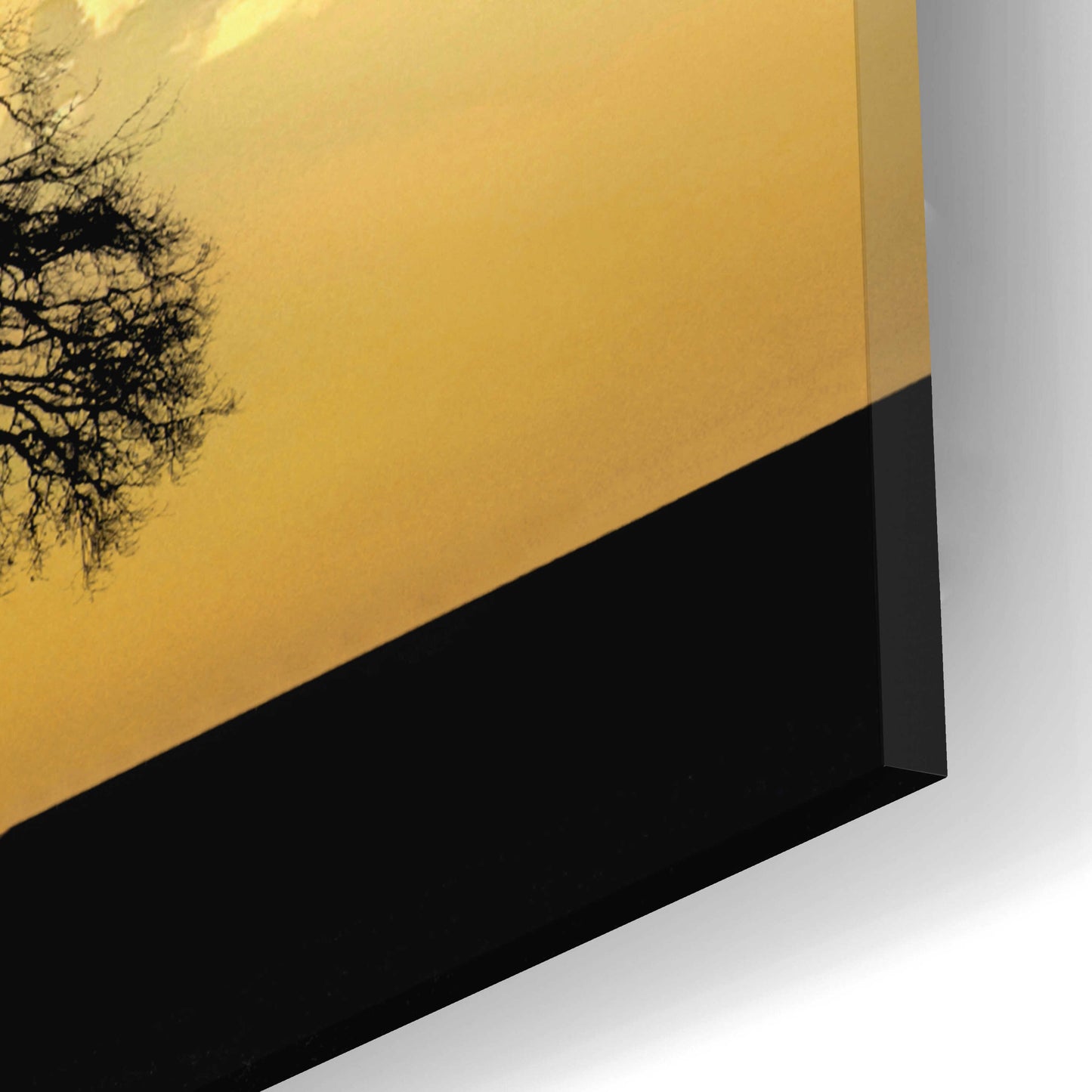 Epic Art  'Lone Tree In The Morning Light'  by Don Schwartz, Acrylic Glass Wall Art,24x12