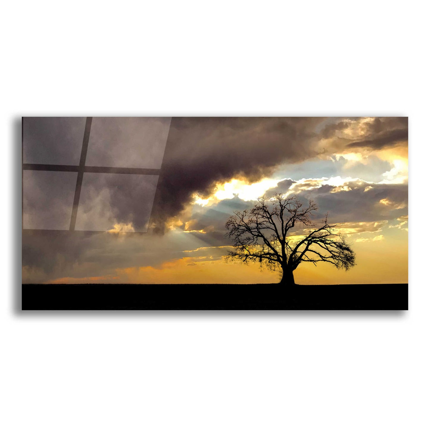 Epic Art  'Lone Tree In The Morning Light'  by Don Schwartz, Acrylic Glass Wall Art,24x12