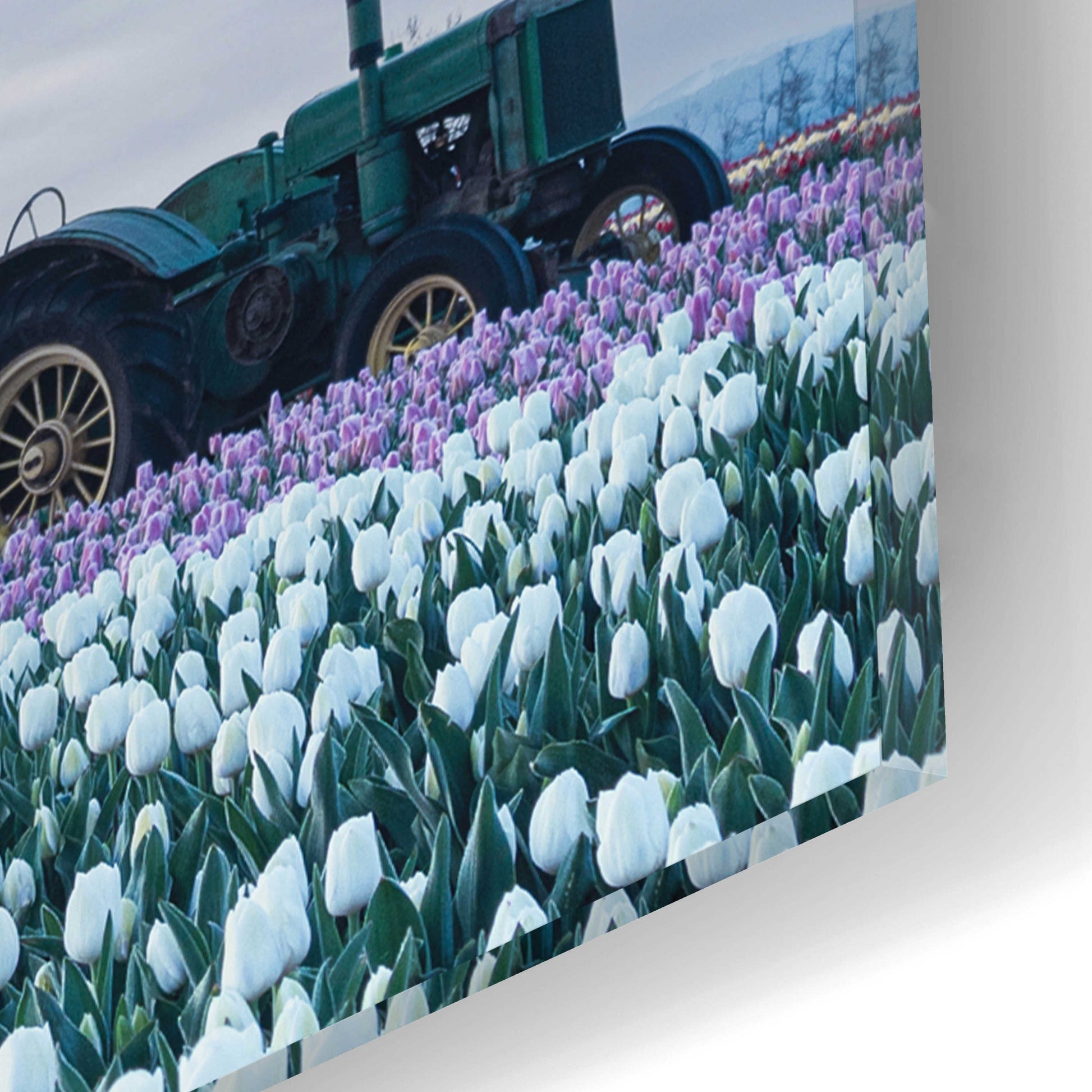 Epic Art  'Tractor Surrounded By Tulips'  by Don Schwartz, Acrylic Glass Wall Art,12x16