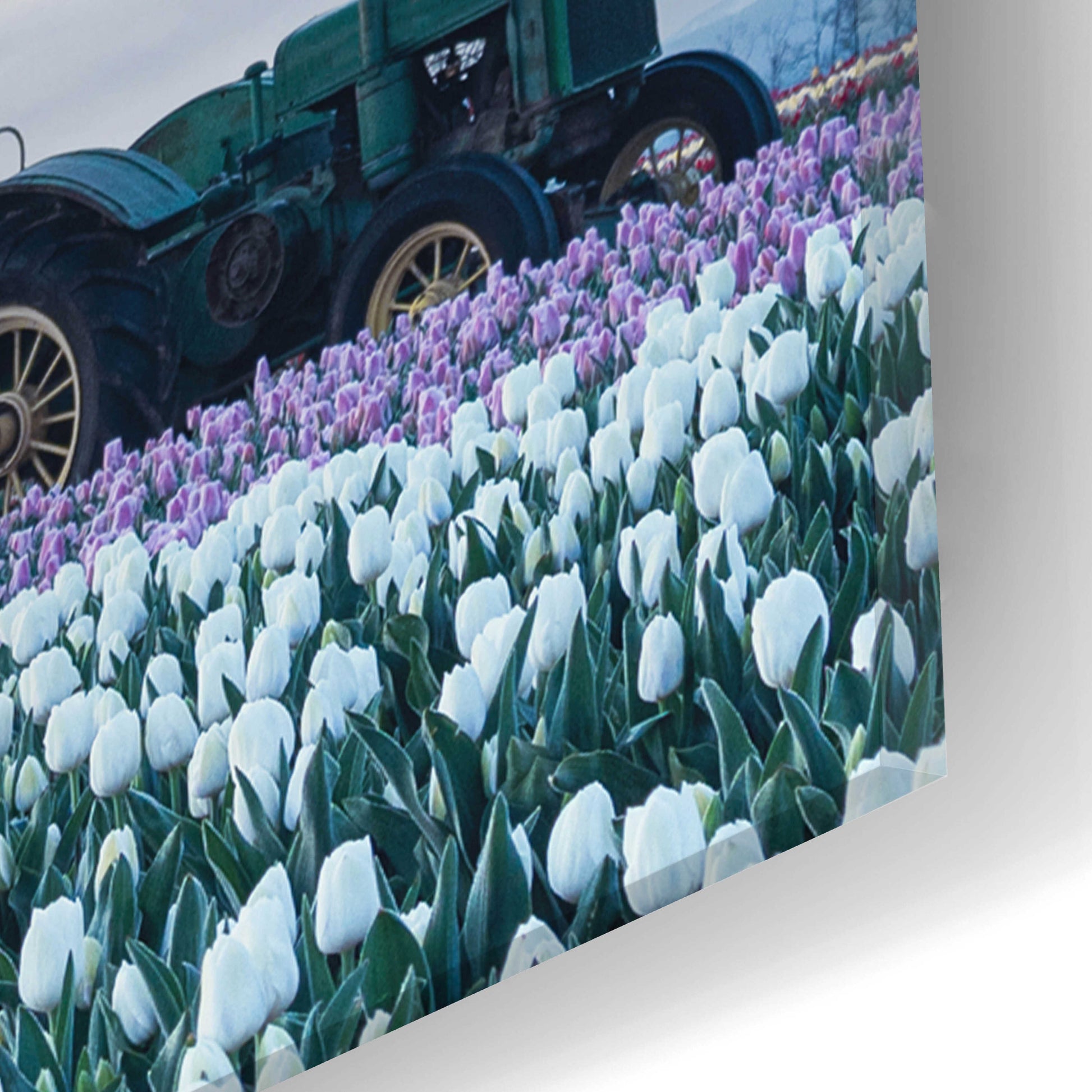 Epic Art  'Tractor Surrounded By Tulips'  by Don Schwartz, Acrylic Glass Wall Art,16x24