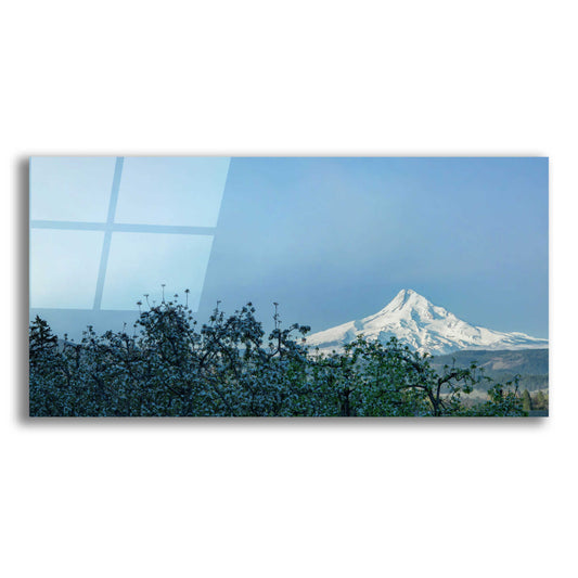 Epic Art  'Pear Blossom Morning'  by Don Schwartz, Acrylic Glass Wall Art