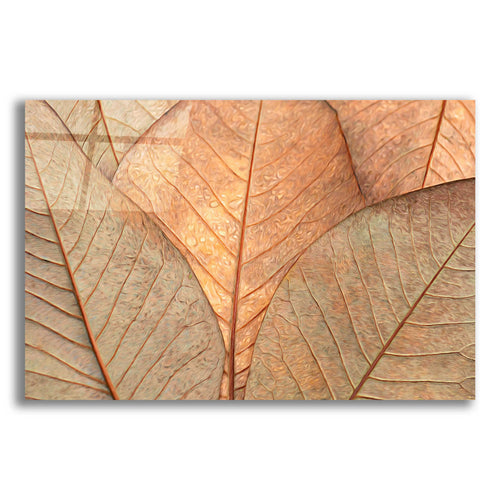 Epic Art  'Fallen Leaves'  by Don Schwartz, Acrylic Glass Wall Art