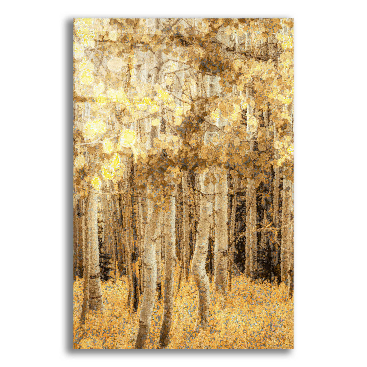Epic Art  'Aspens In Late Autumn'  by Don Schwartz, Acrylic Glass Wall Art