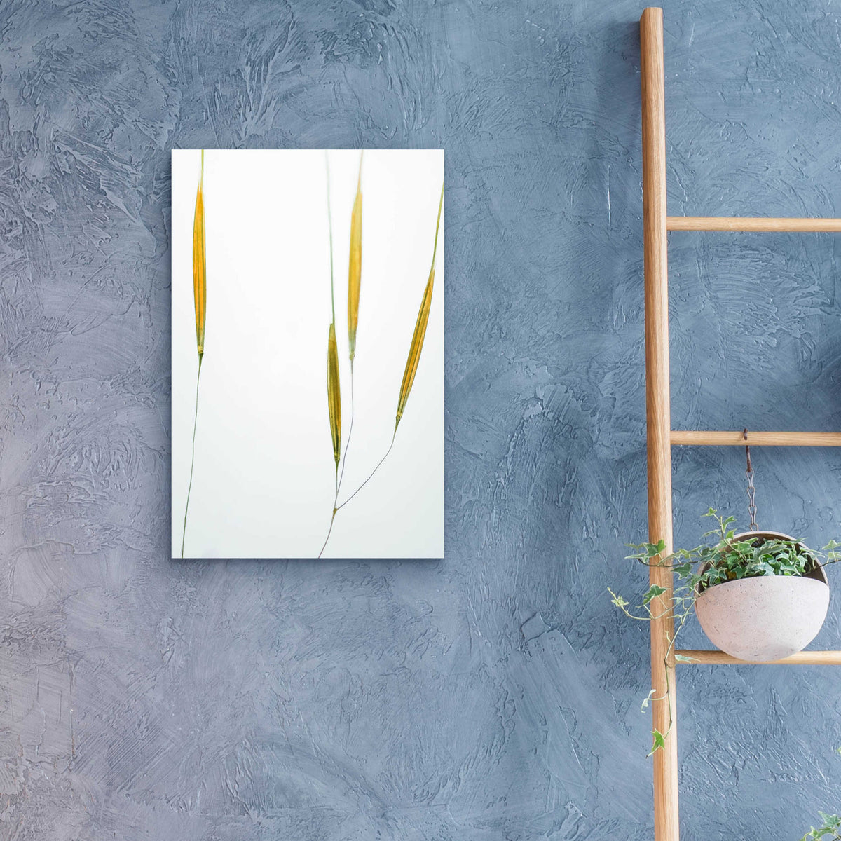 Epic Art  'Delicate Grasses'  by Don Schwartz, Acrylic Glass Wall Art,16x24