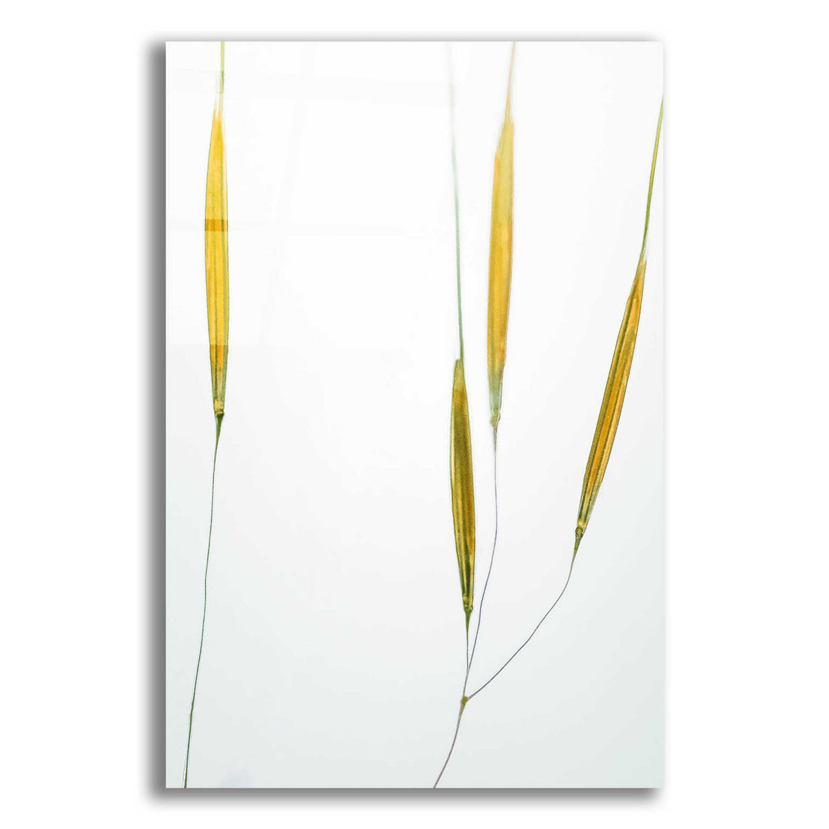 Epic Art  'Delicate Grasses'  by Don Schwartz, Acrylic Glass Wall Art