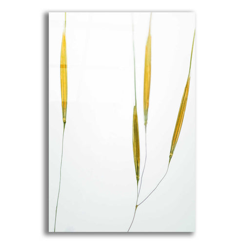Epic Art  'Delicate Grasses'  by Don Schwartz, Acrylic Glass Wall Art