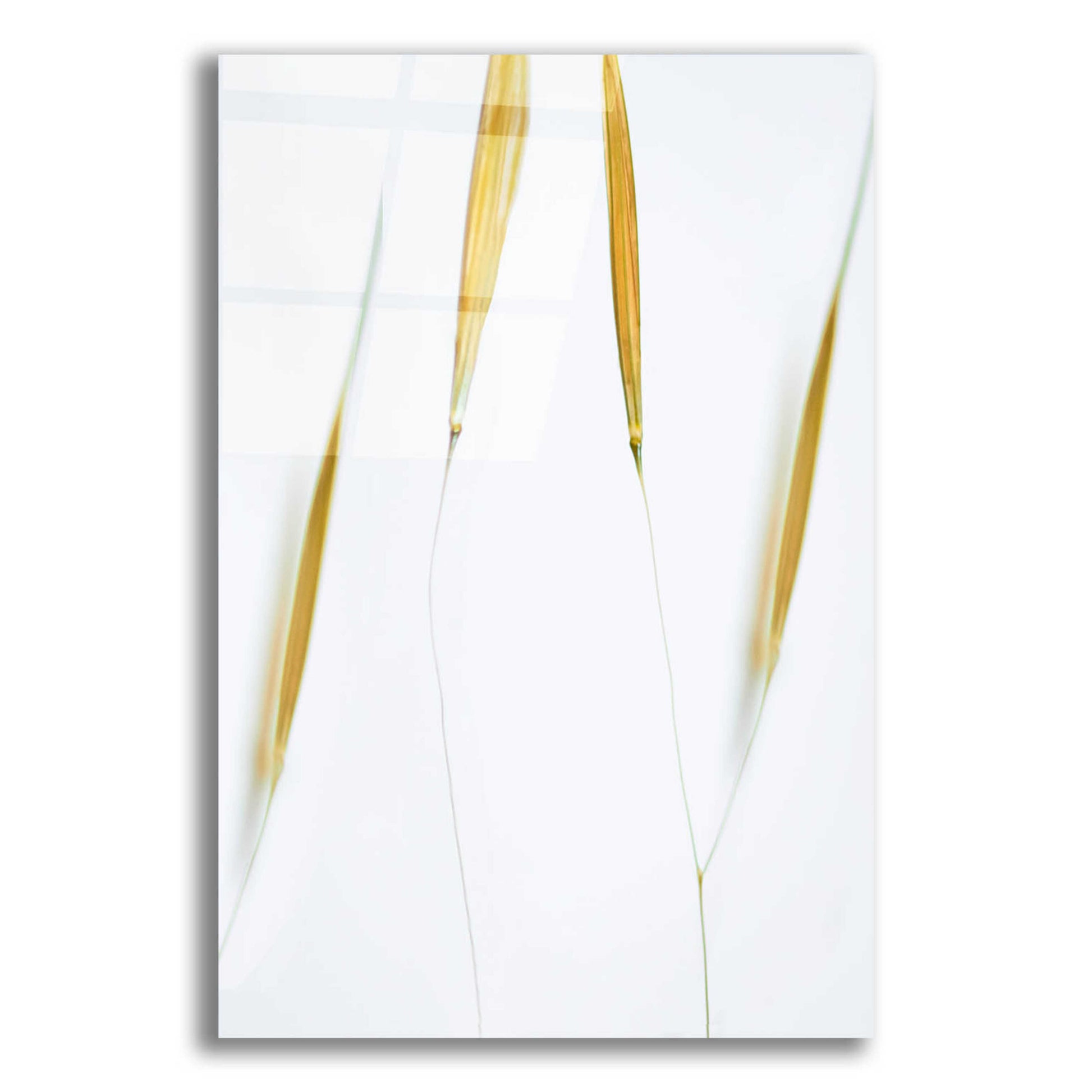 Epic Art  'So Delicate'  by Don Schwartz, Acrylic Glass Wall Art,12x16