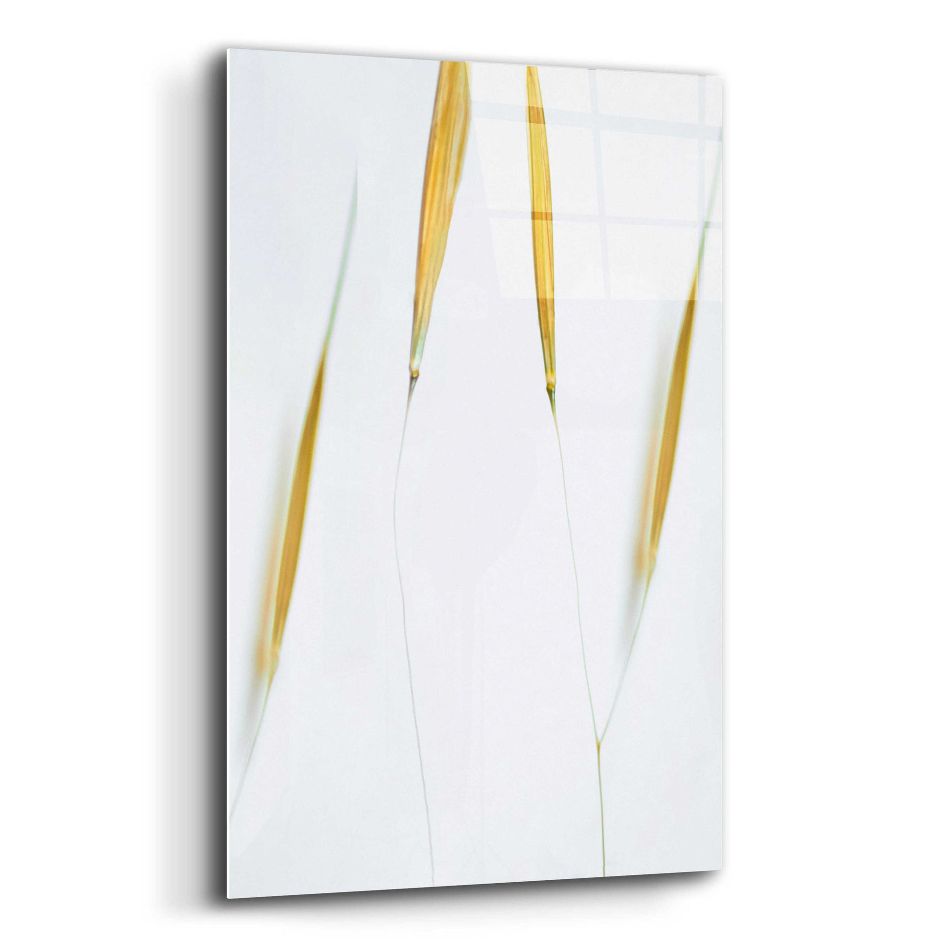 Epic Art  'So Delicate'  by Don Schwartz, Acrylic Glass Wall Art,16x24