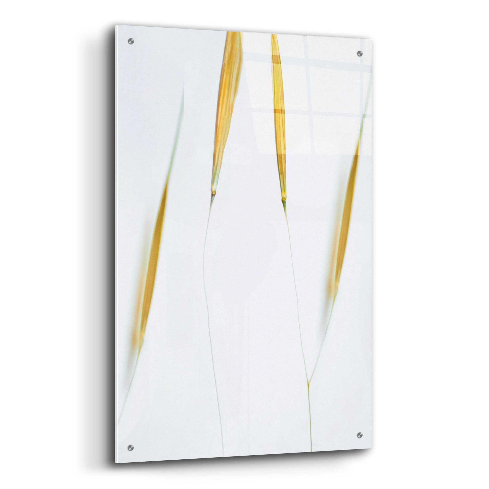 Epic Art  'So Delicate'  by Don Schwartz, Acrylic Glass Wall Art,24x36