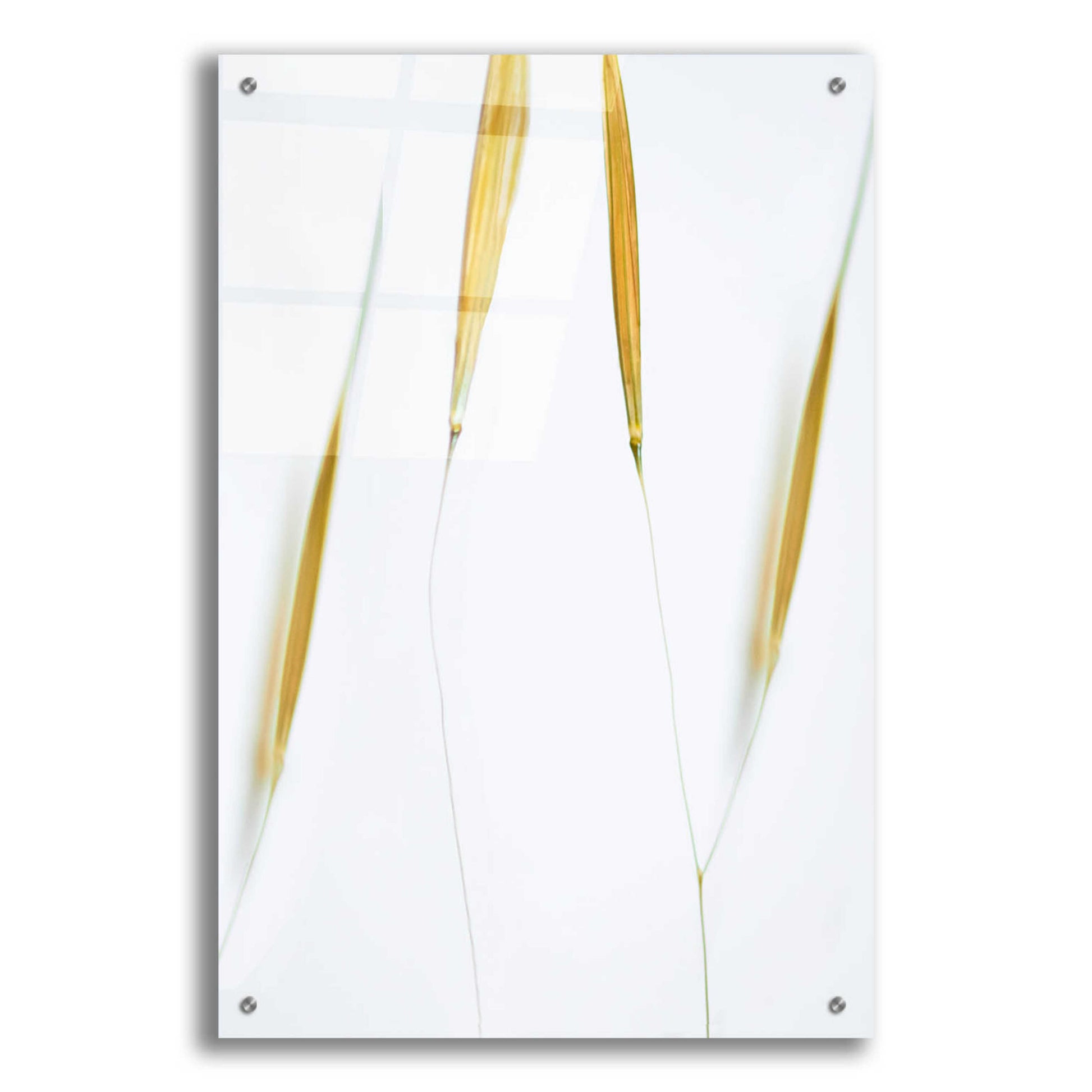 Epic Art  'So Delicate'  by Don Schwartz, Acrylic Glass Wall Art,24x36