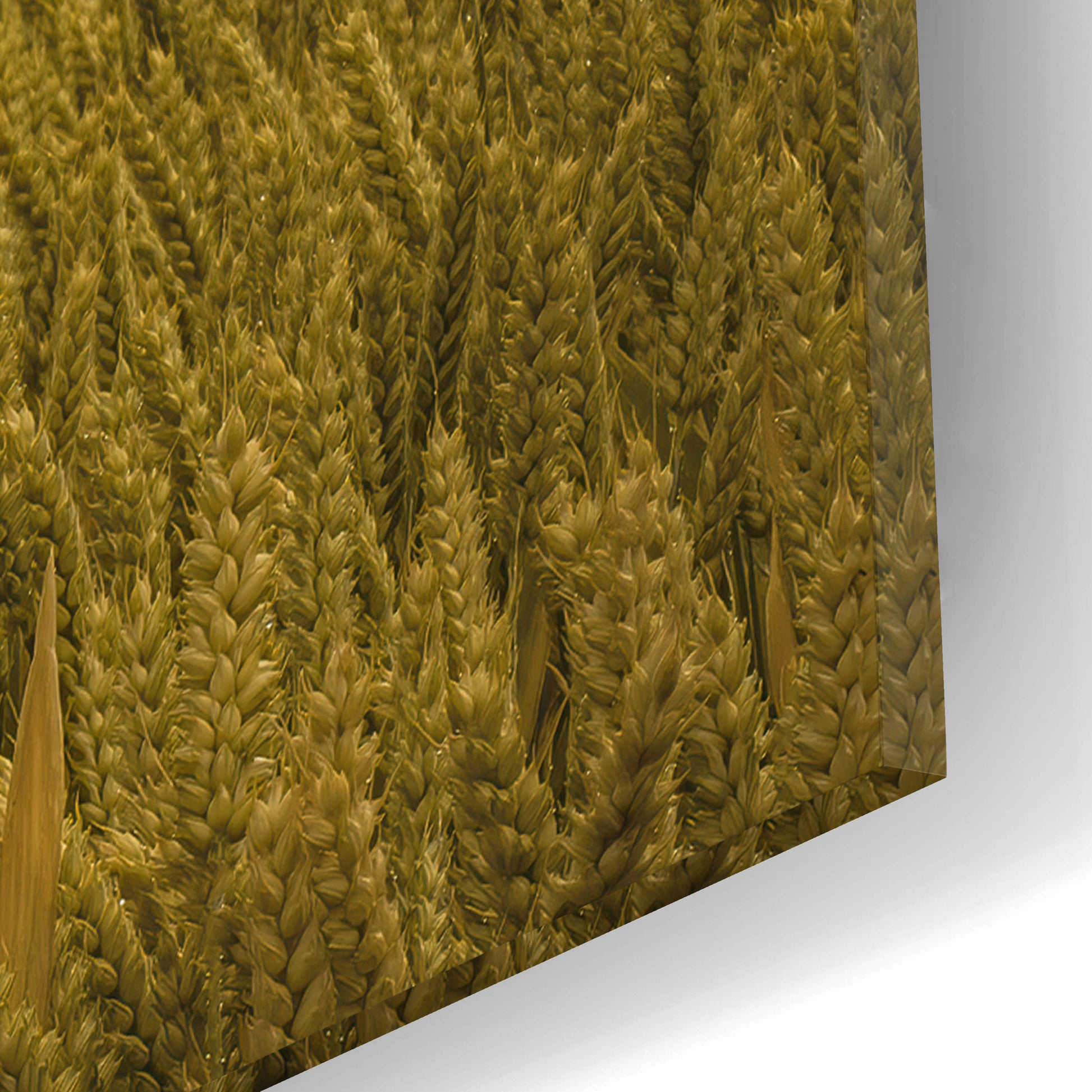 Epic Art  'Across The Wheat Field'  by Don Schwartz, Acrylic Glass Wall Art,12x16