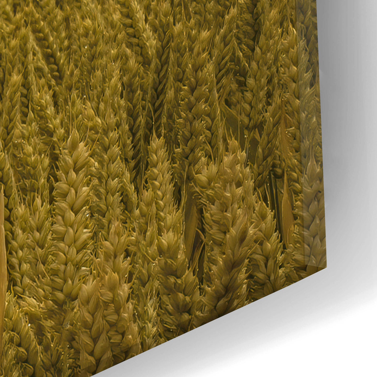 Epic Art  'Across The Wheat Field'  by Don Schwartz, Acrylic Glass Wall Art,16x24