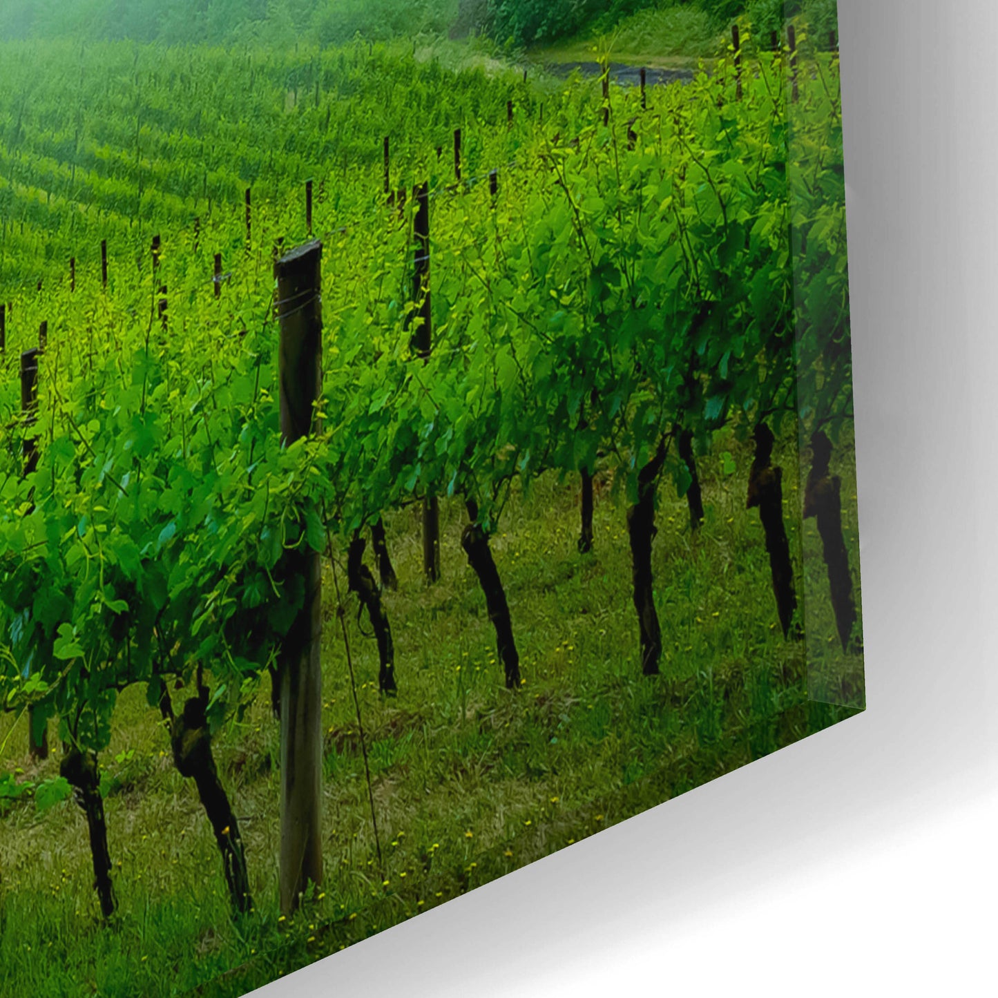 Epic Art  'Vineyard In The Mist'  by Don Schwartz, Acrylic Glass Wall Art,16x12