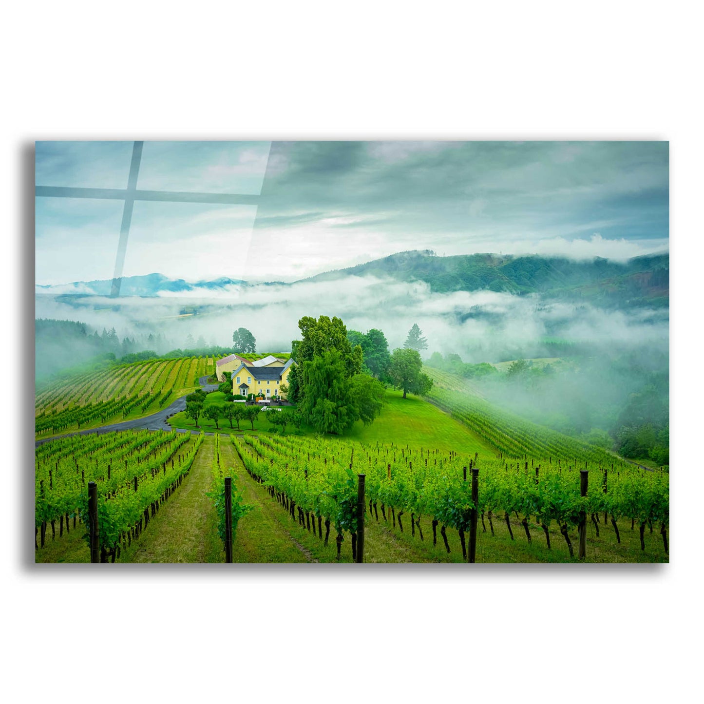 Epic Art  'Vineyard In The Mist'  by Don Schwartz, Acrylic Glass Wall Art,16x12