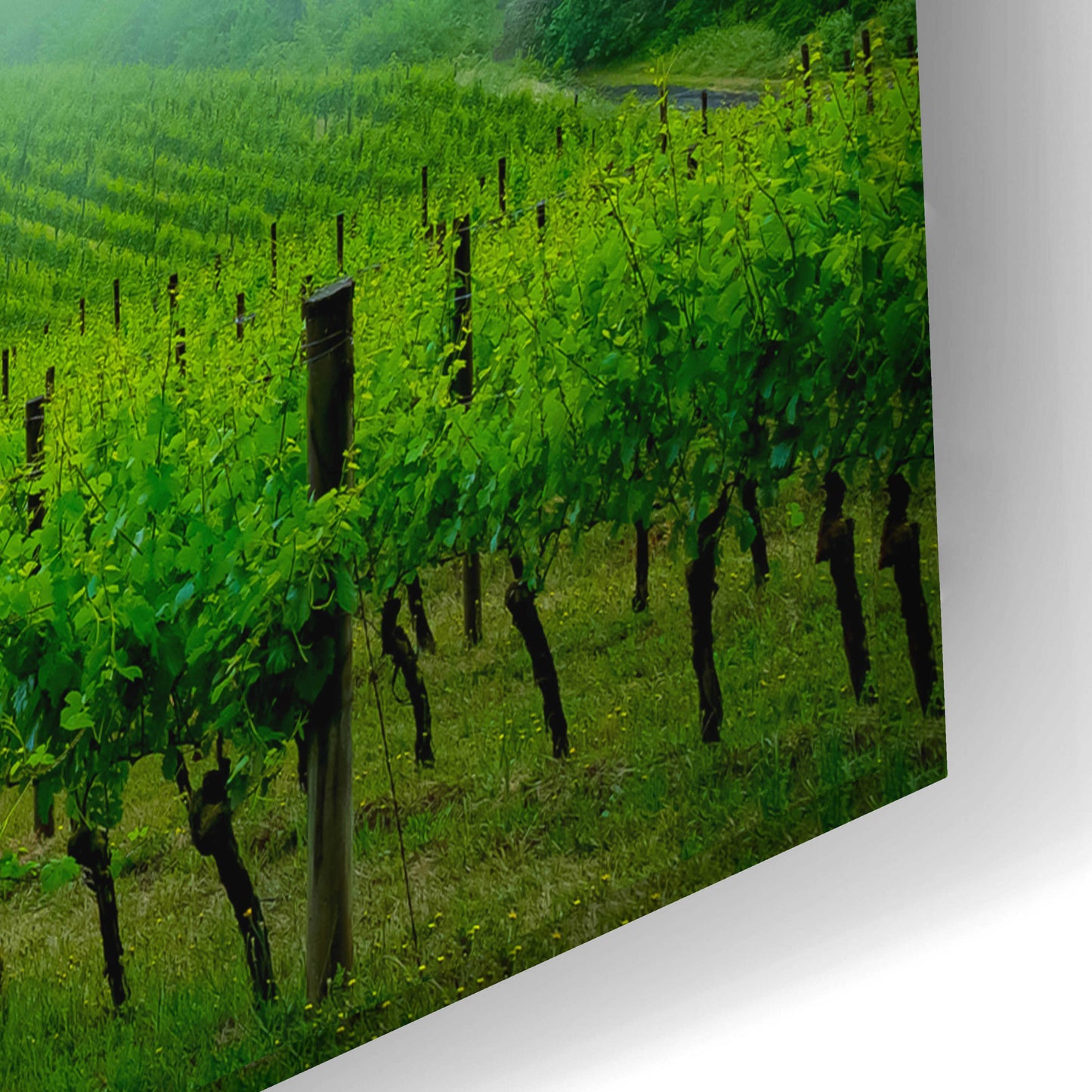 Epic Art  'Vineyard In The Mist'  by Don Schwartz, Acrylic Glass Wall Art,24x16