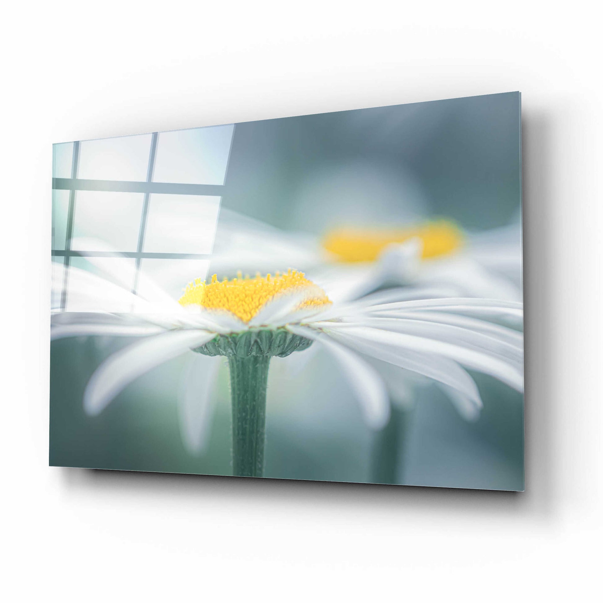 Epic Art  'Two Daisies'  by Don Schwartz, Acrylic Glass Wall Art,16x12